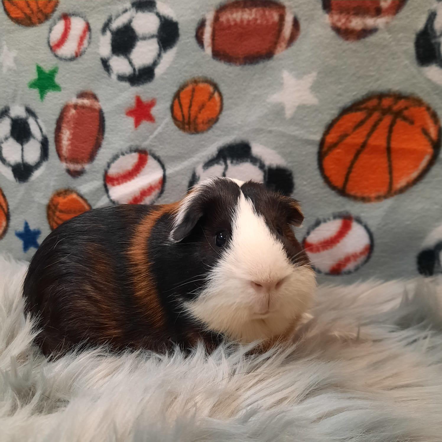Jed, Adult Male Guinea Pig