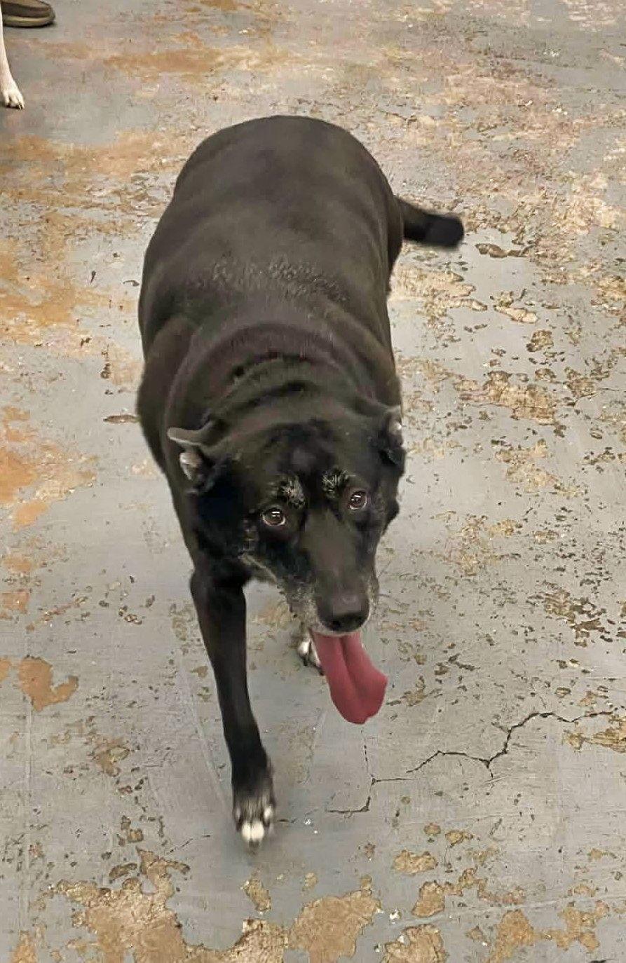 Enlarge Luna, a Adoptable mixed breed in Minneapolis, MN image 1/2