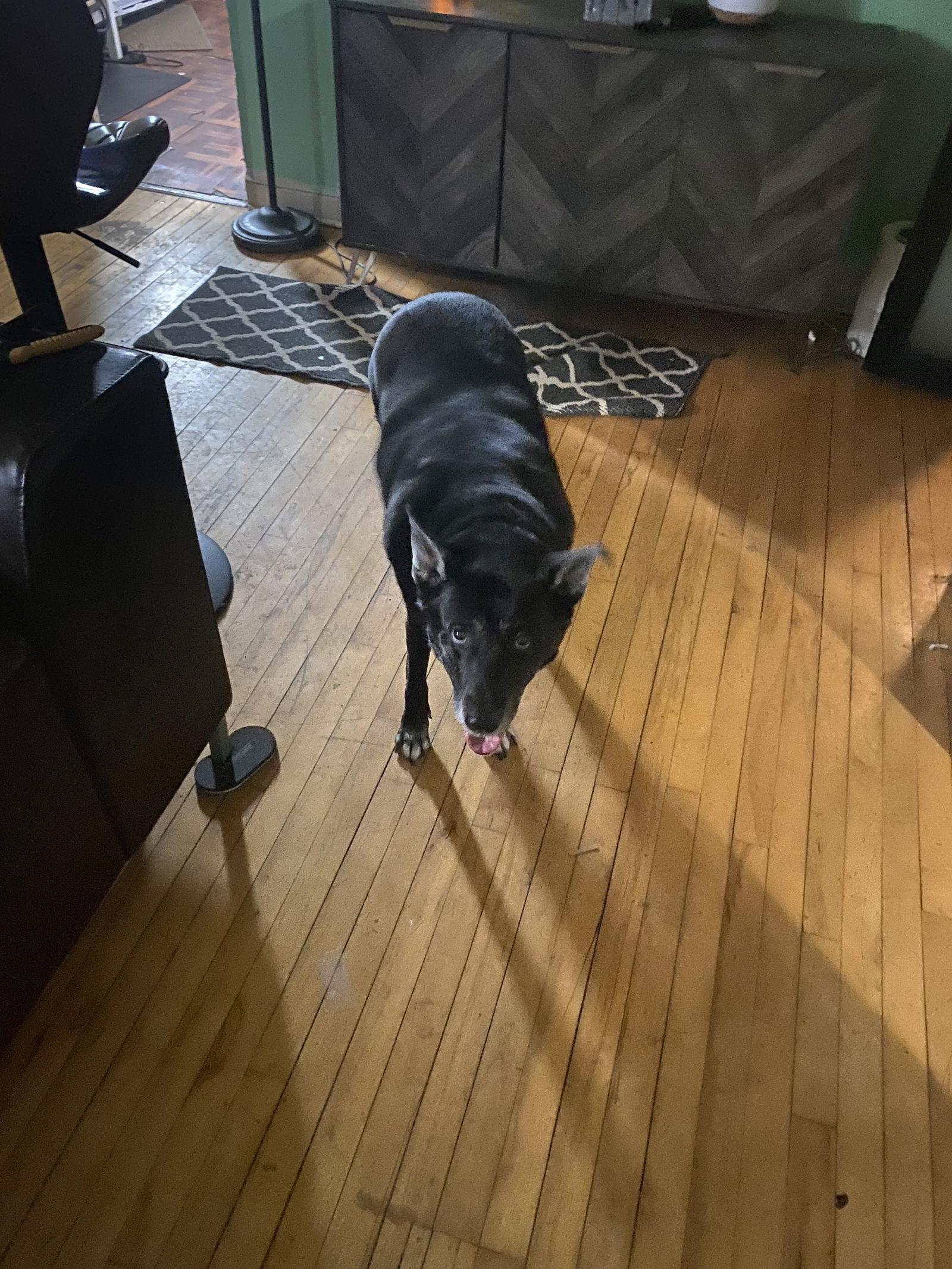 Enlarge Luna, a Adoptable mixed breed in Minneapolis, MN image 2/2