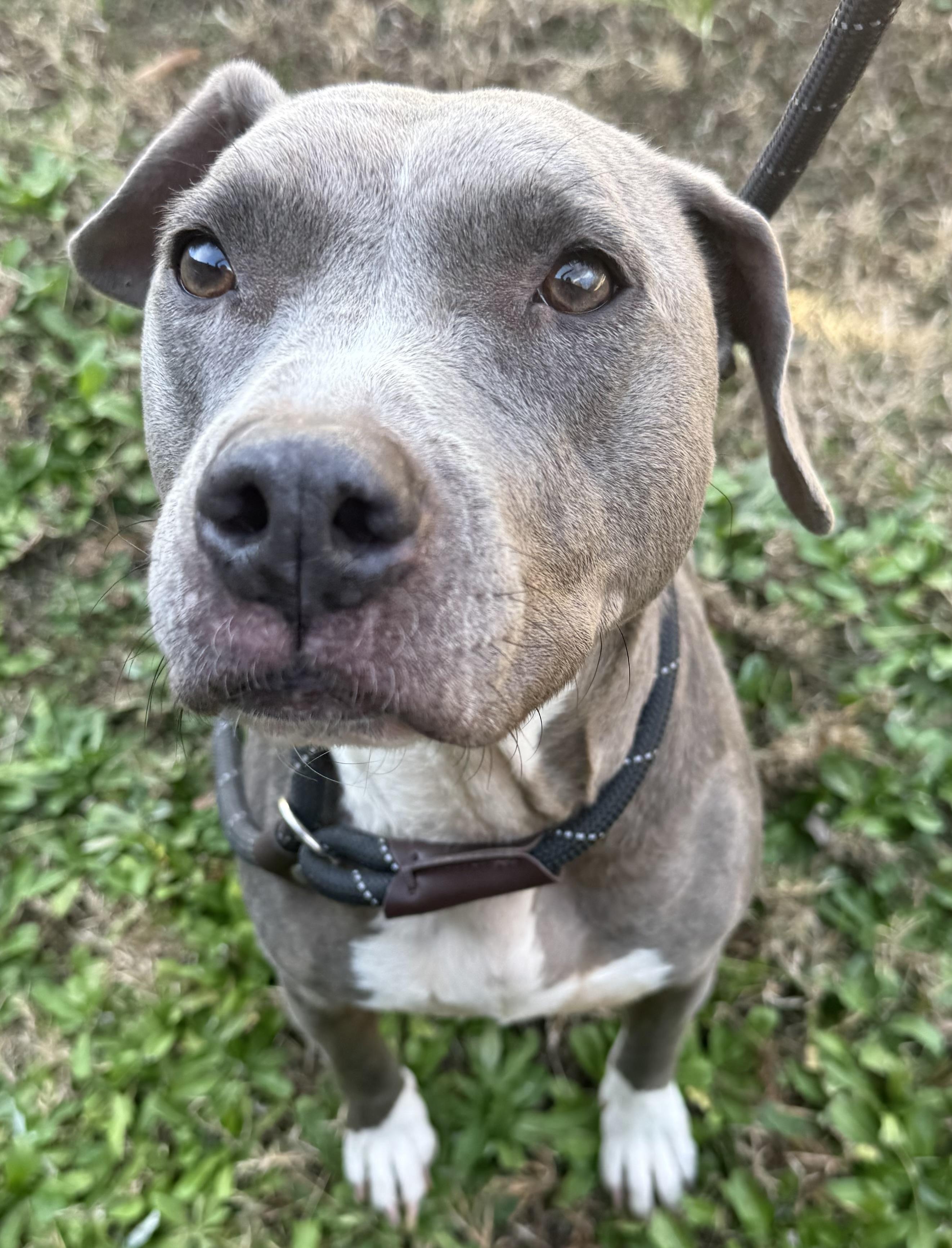 Priscilla, ADOPTABLE, Adult Female Terrier.