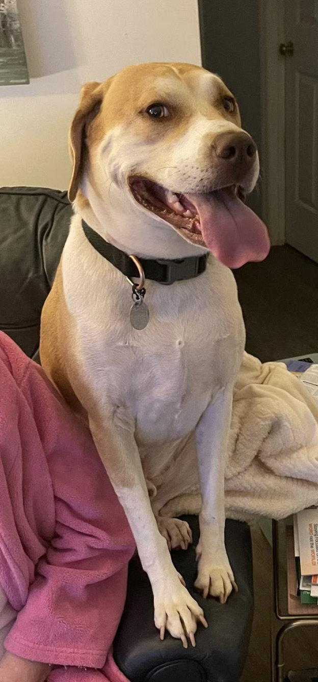 Milo, a Adoptable Hound in Rocky Point, NC image 1/3