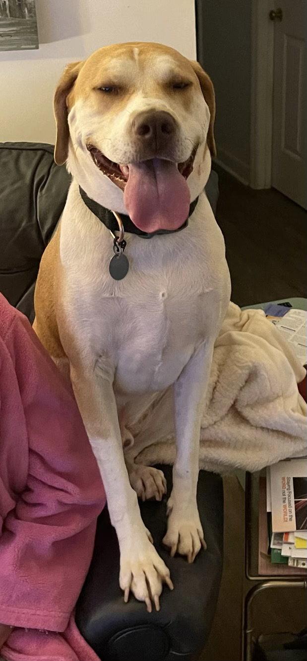 Milo, a Adoptable Hound in Rocky Point, NC image 2/3