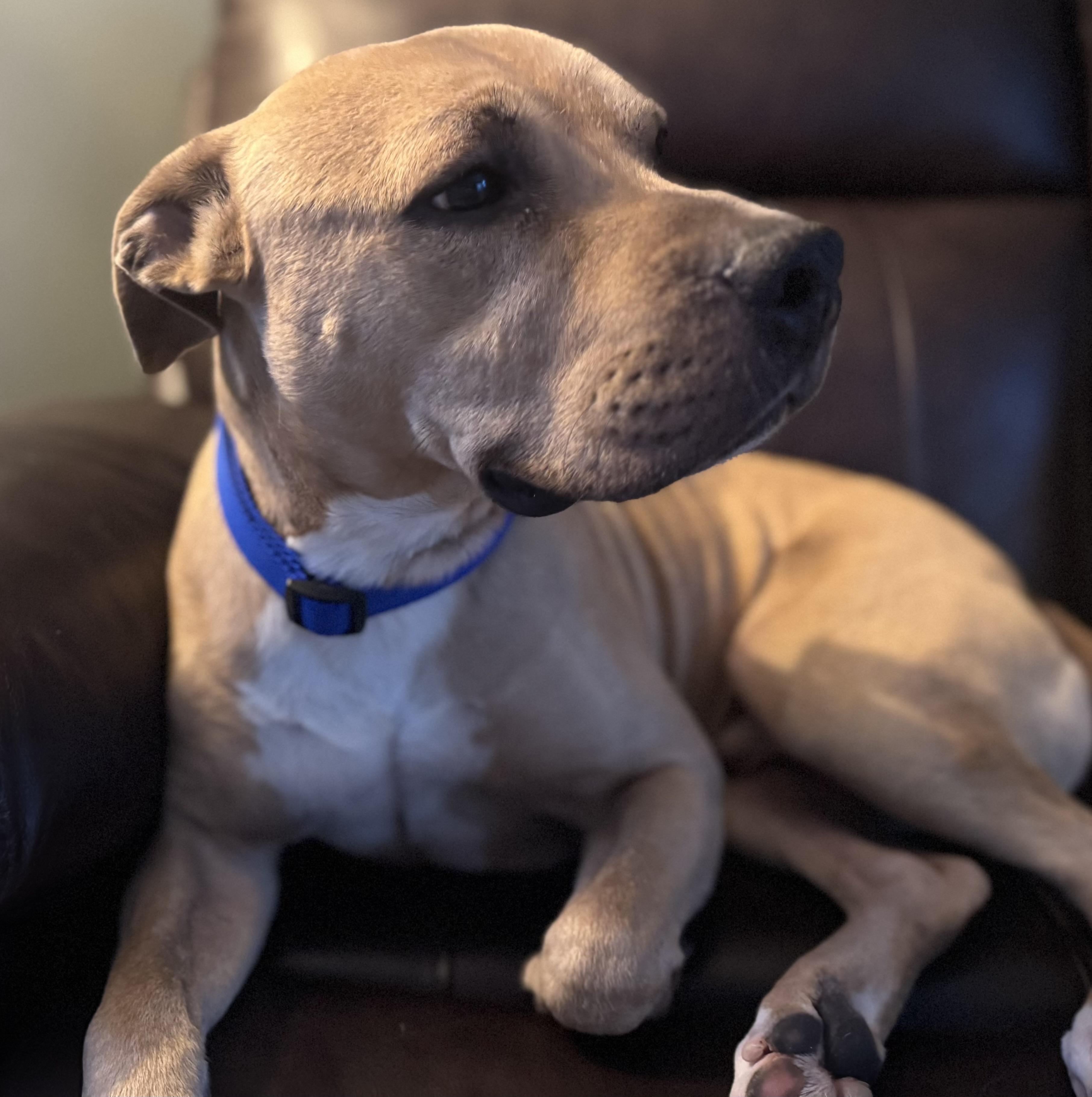Enlarge River, a Adoptable mixed breed in Philadelphia, PA image 3/6