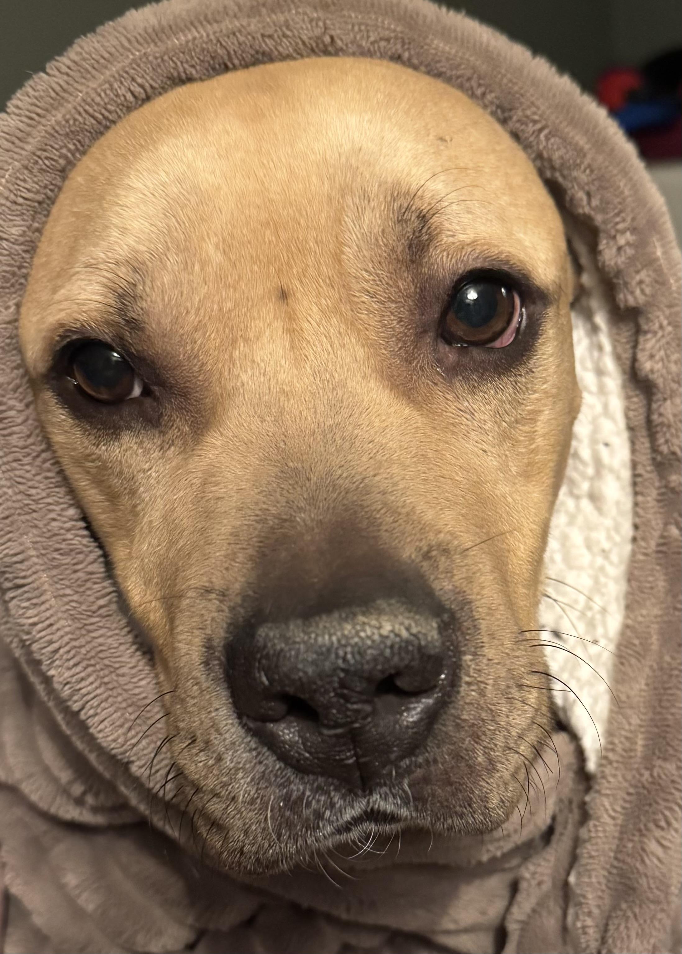 Enlarge River, a Adoptable mixed breed in Philadelphia, PA image 1/6