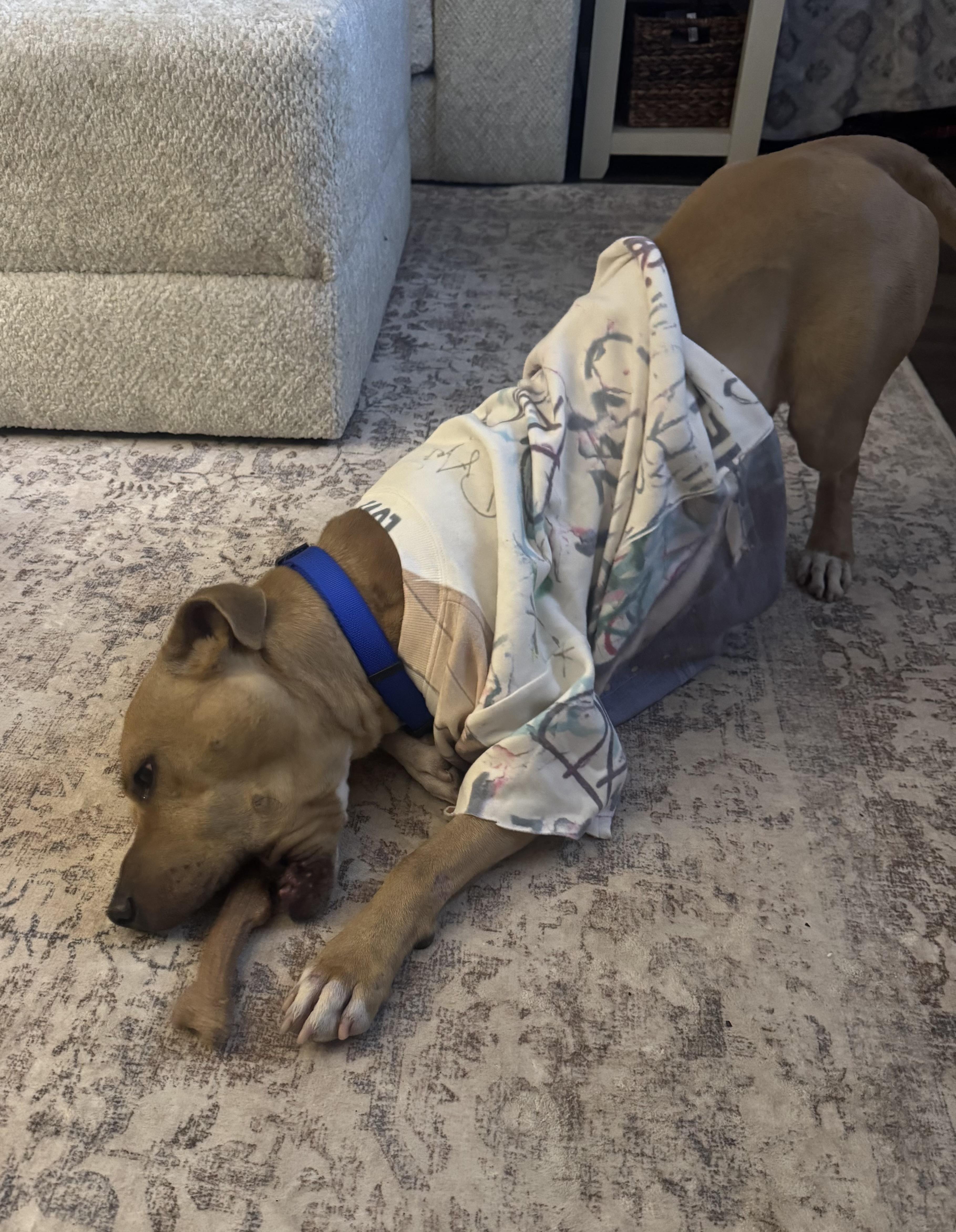 Enlarge River, a Adoptable mixed breed in Philadelphia, PA image 6/6