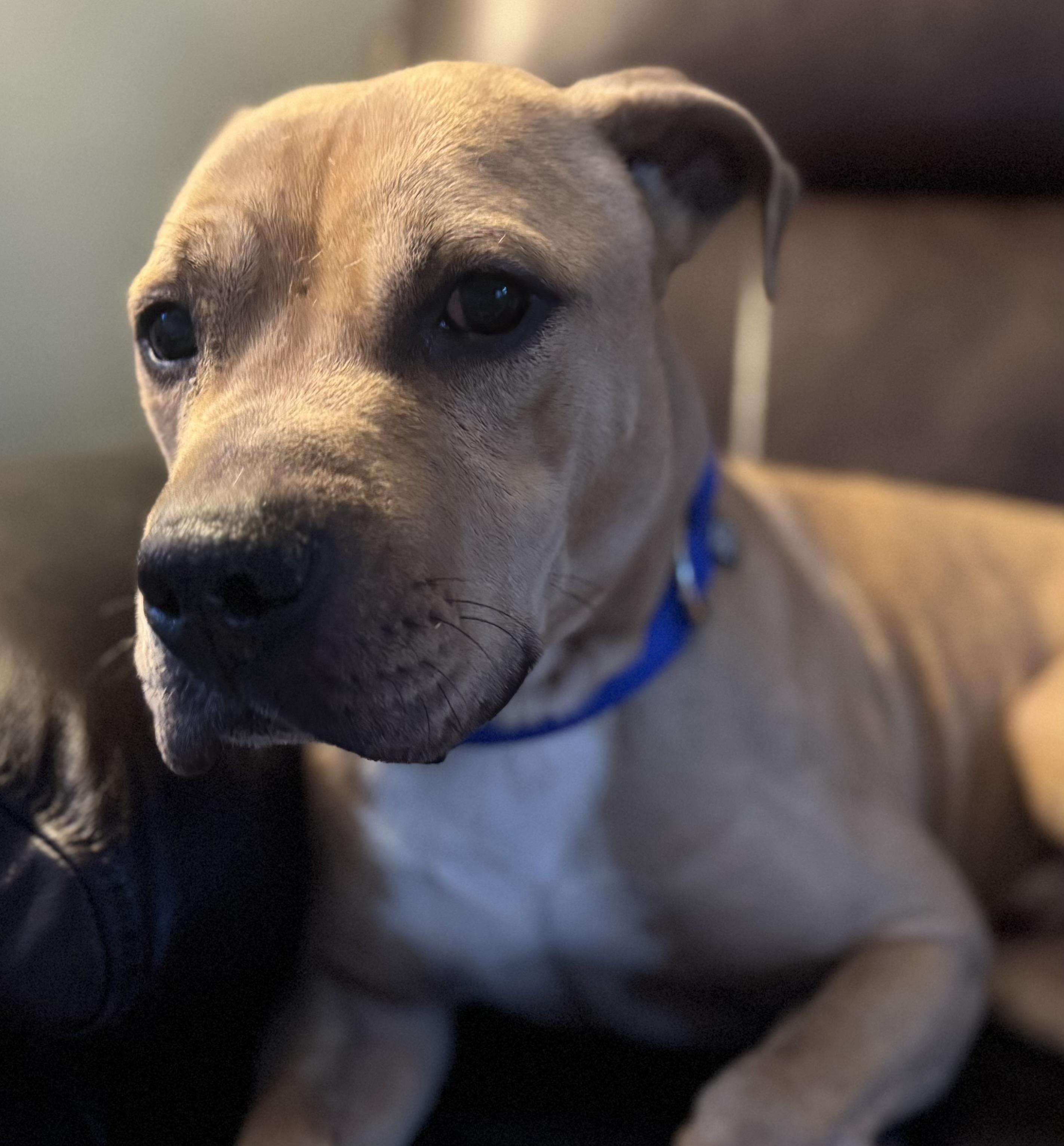 Enlarge River, a Adoptable mixed breed in Philadelphia, PA image 2/6