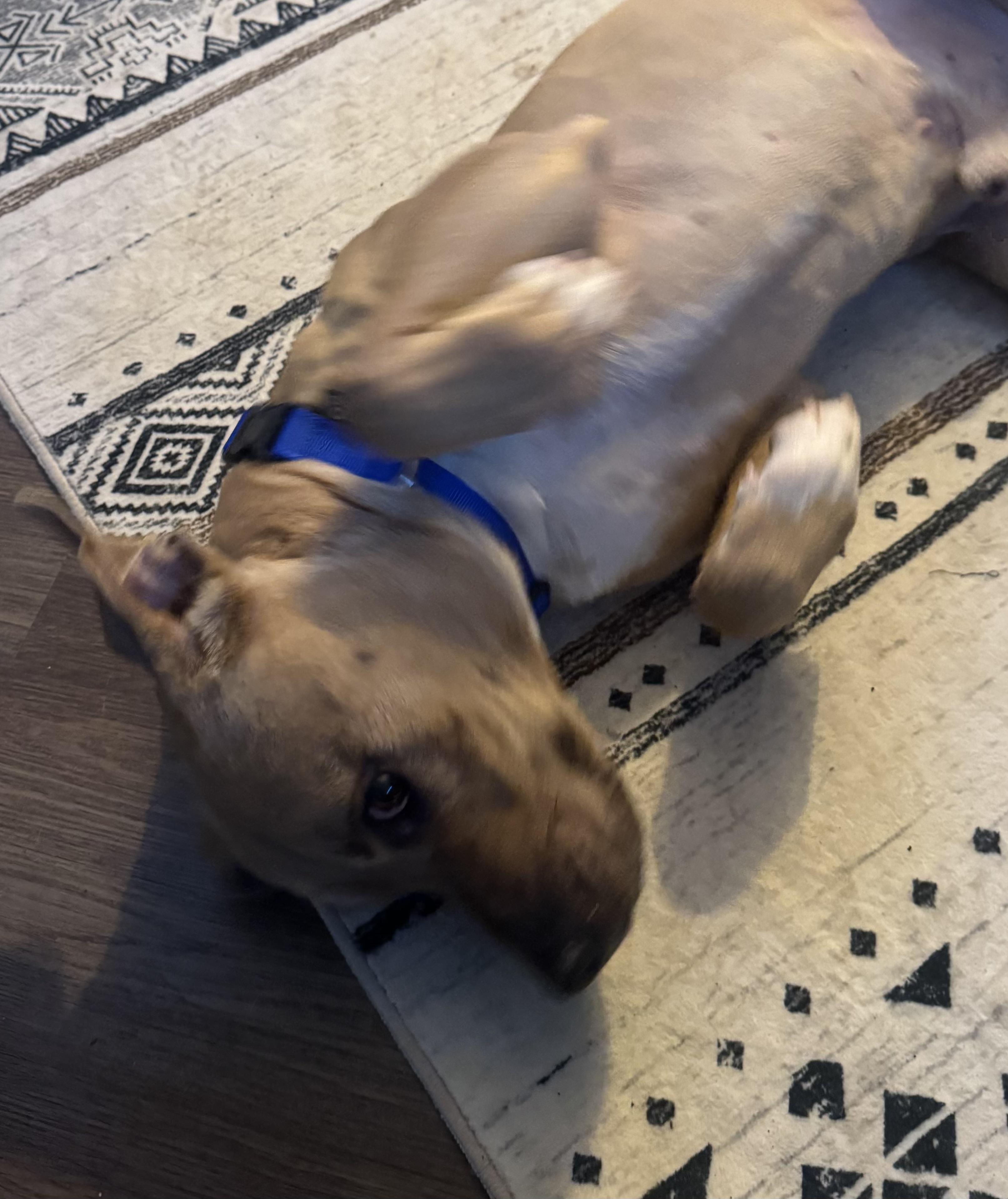 Enlarge River, a Adoptable mixed breed in Philadelphia, PA image 5/6