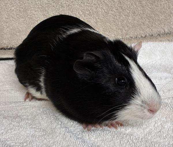 Enlarge Ralph, a Adoptable mixed breed in Monterey, CA image 1/1