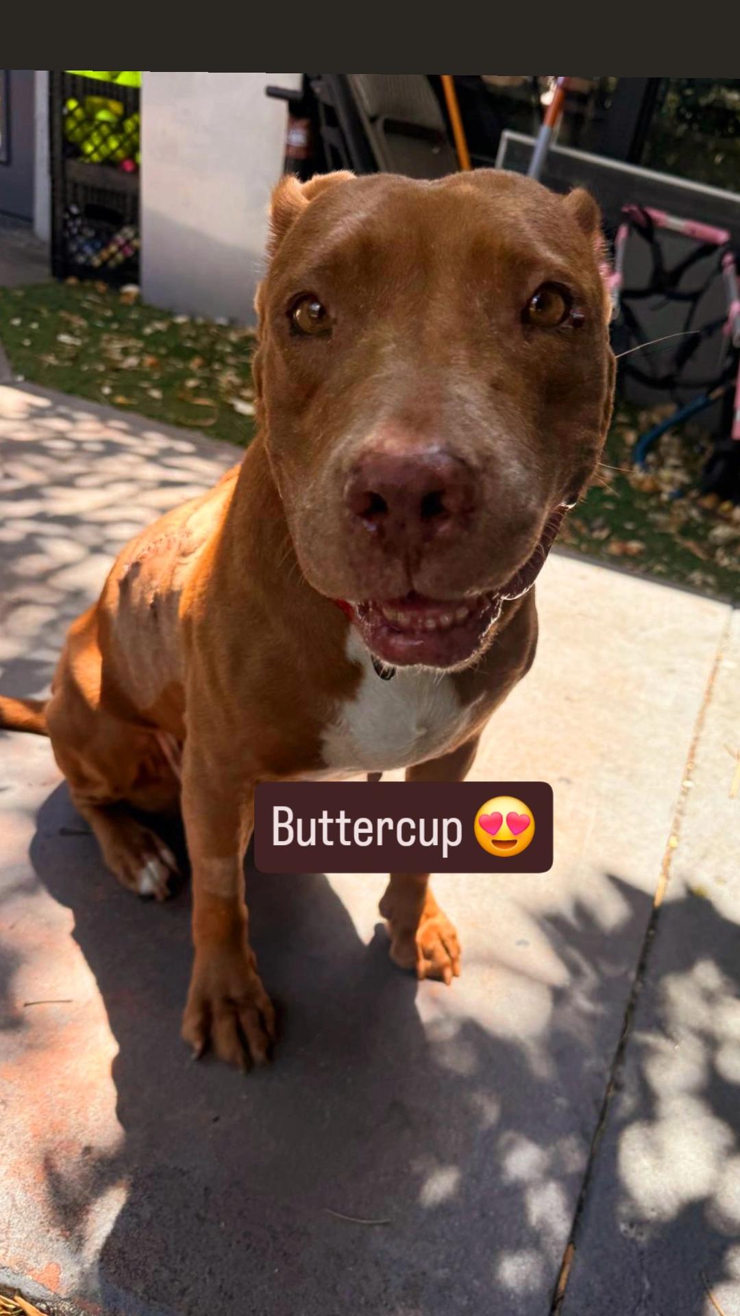 Enlarge Buttercup, a Adoptable Mixed Breed in Margate, FL image 1/5