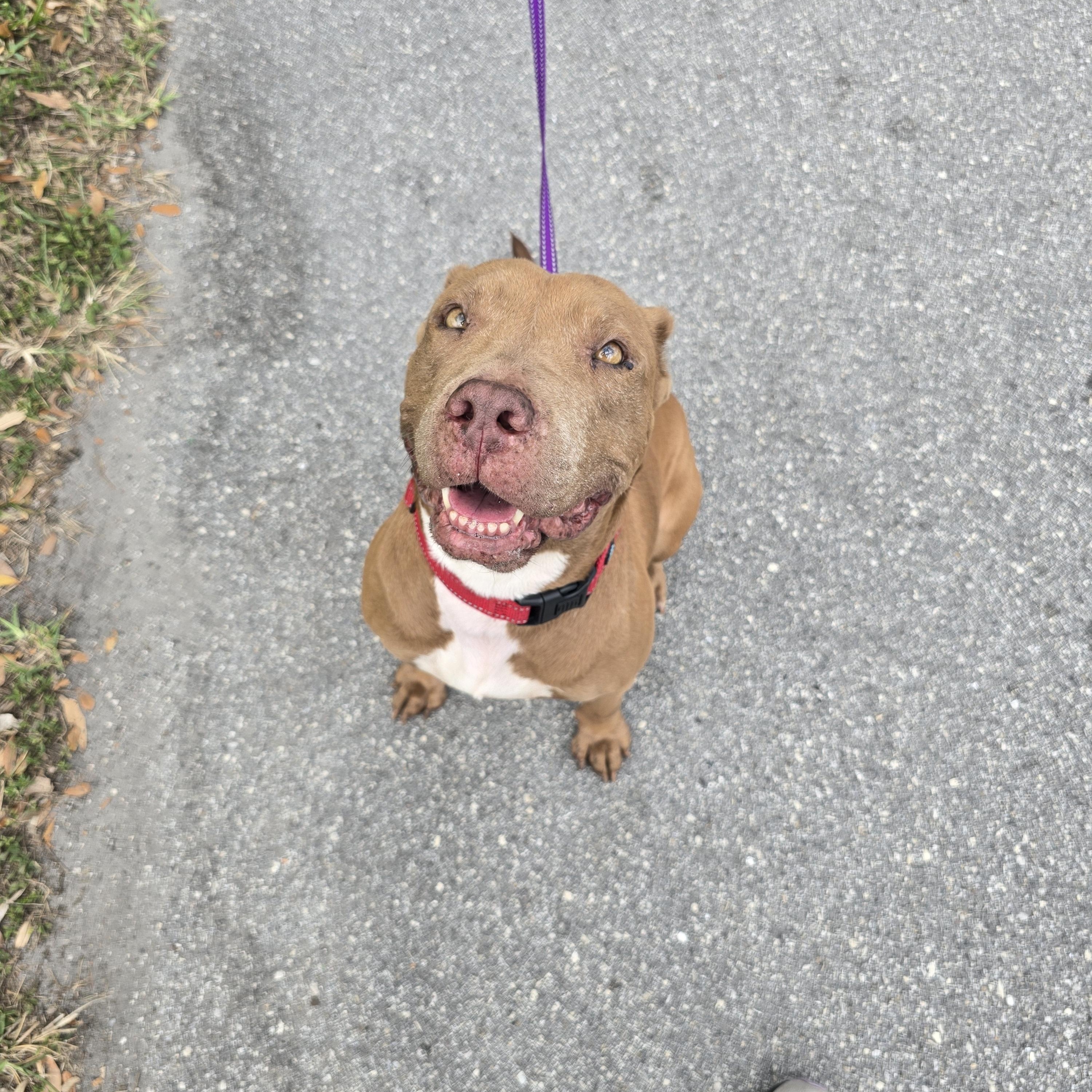Enlarge Buttercup, a Adoptable Mixed Breed in Margate, FL image 3/5