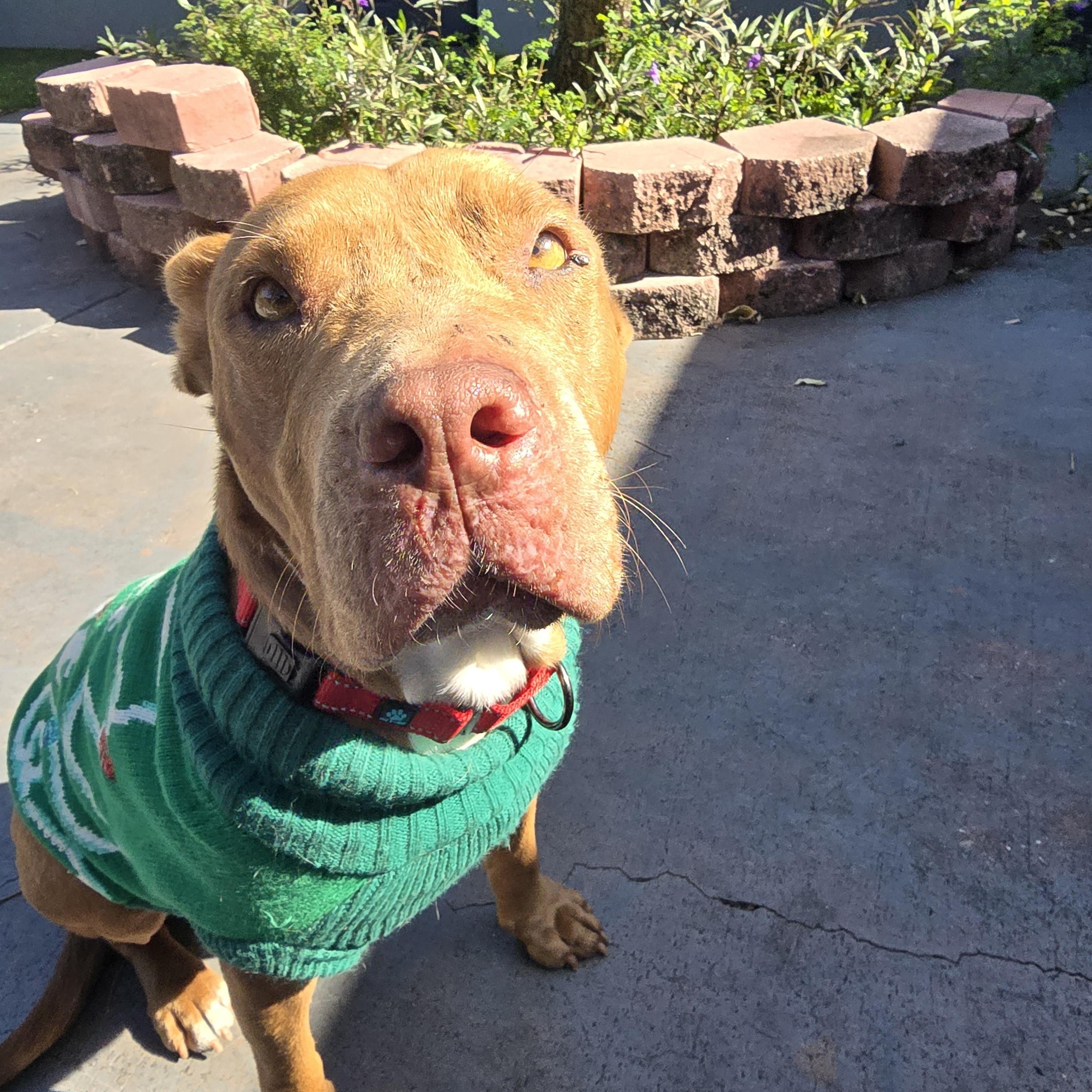 Enlarge Buttercup, a Adoptable Mixed Breed in Margate, FL image 4/5