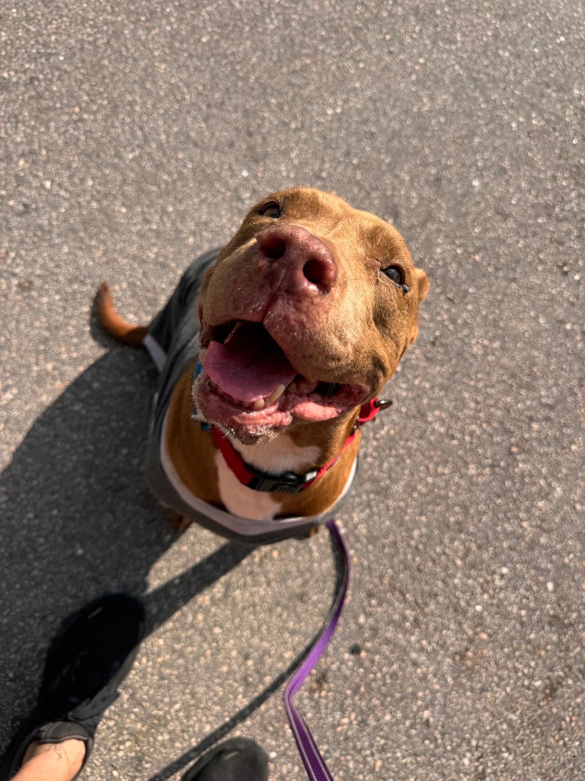 Enlarge Buttercup, a Adoptable Mixed Breed in Margate, FL image 2/5