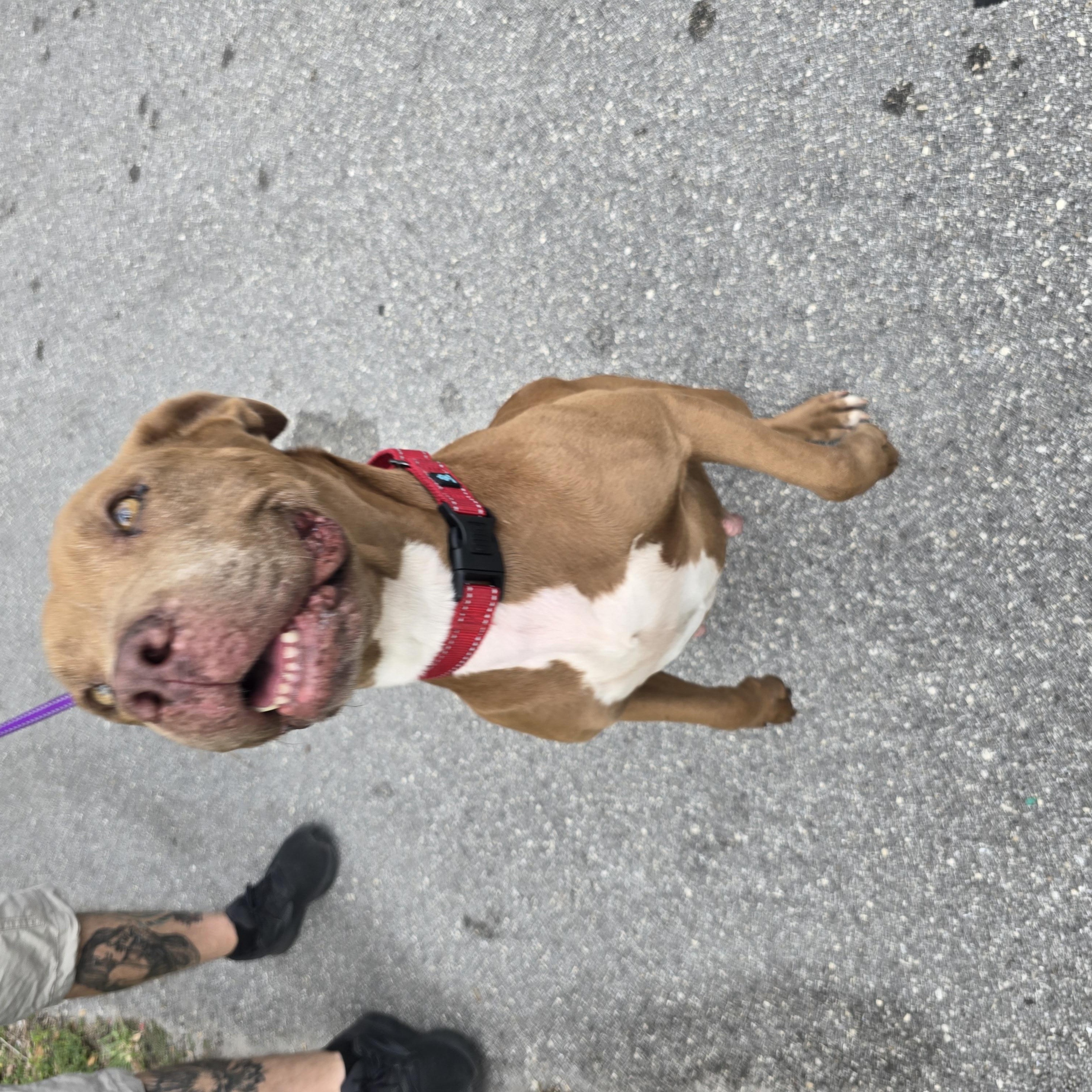 Enlarge Buttercup, a Adoptable Mixed Breed in Margate, FL image 5/5