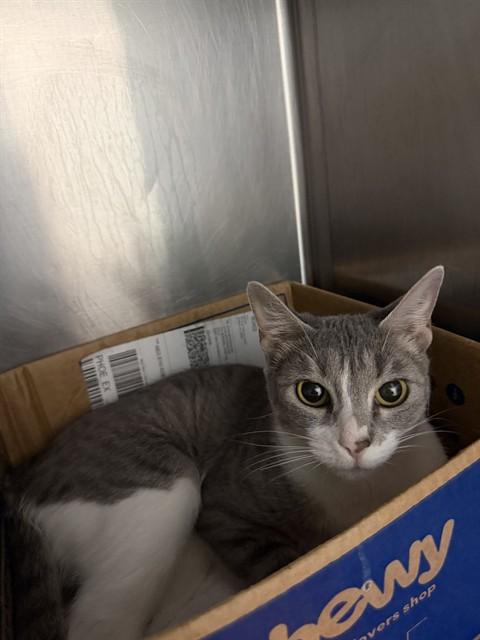 MEDUSA, Adoptable, Young Female Domestic Short Hair.