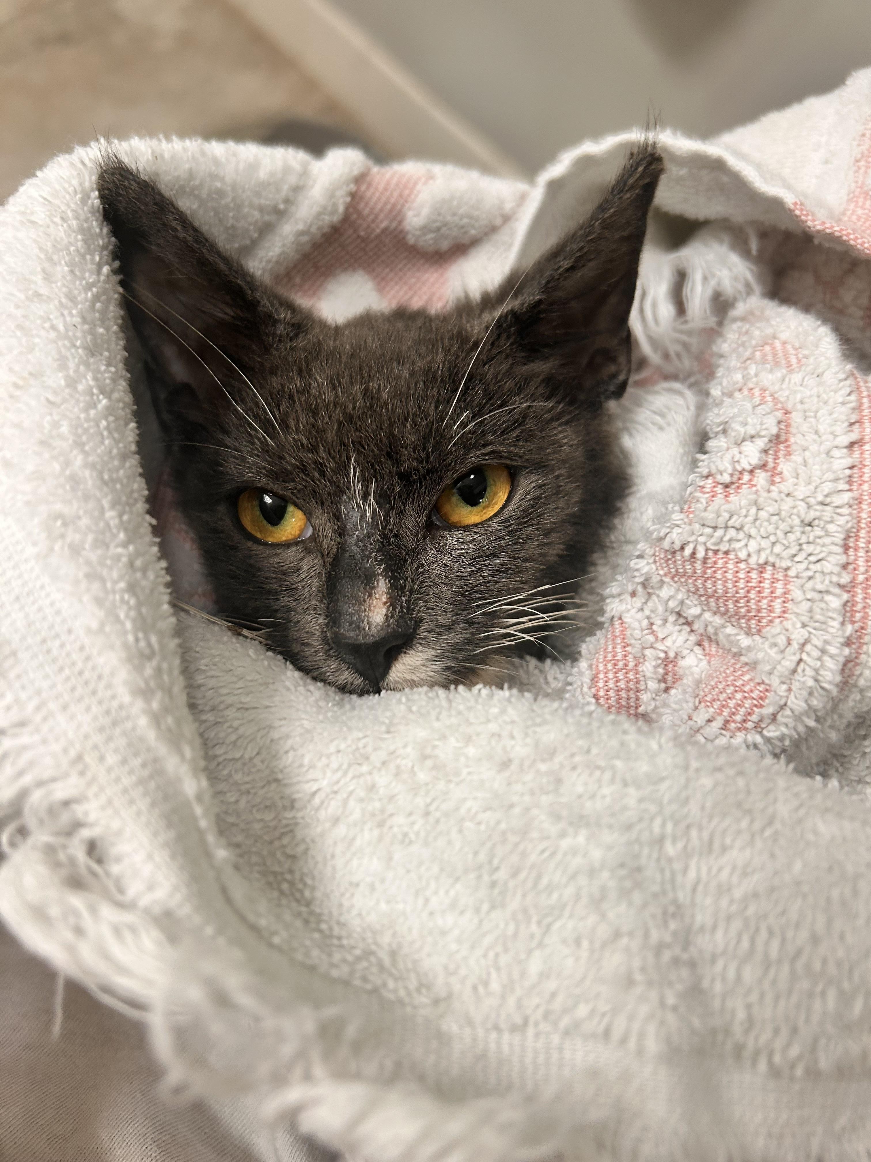 Little Babe, Adoptable, Kitten Female Domestic Short Hair.