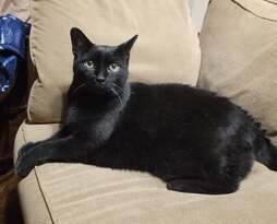 Enlarge Sanford, a Adoptable Domestic Short Hair in Mississauga, ON image 1/1