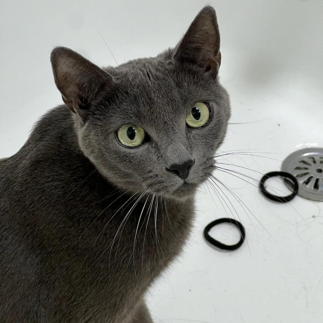 Roxy, Adoptable, Adult Female Russian Blue.