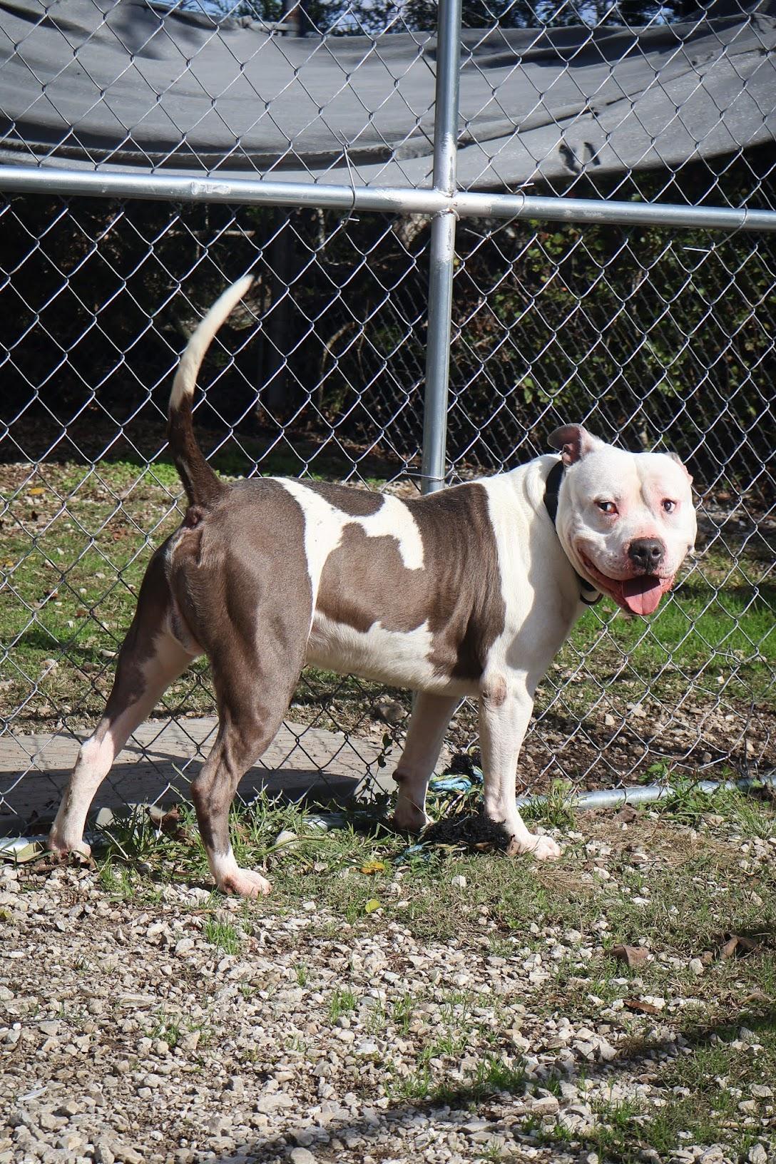 Darius *Urgent Placement Needed*