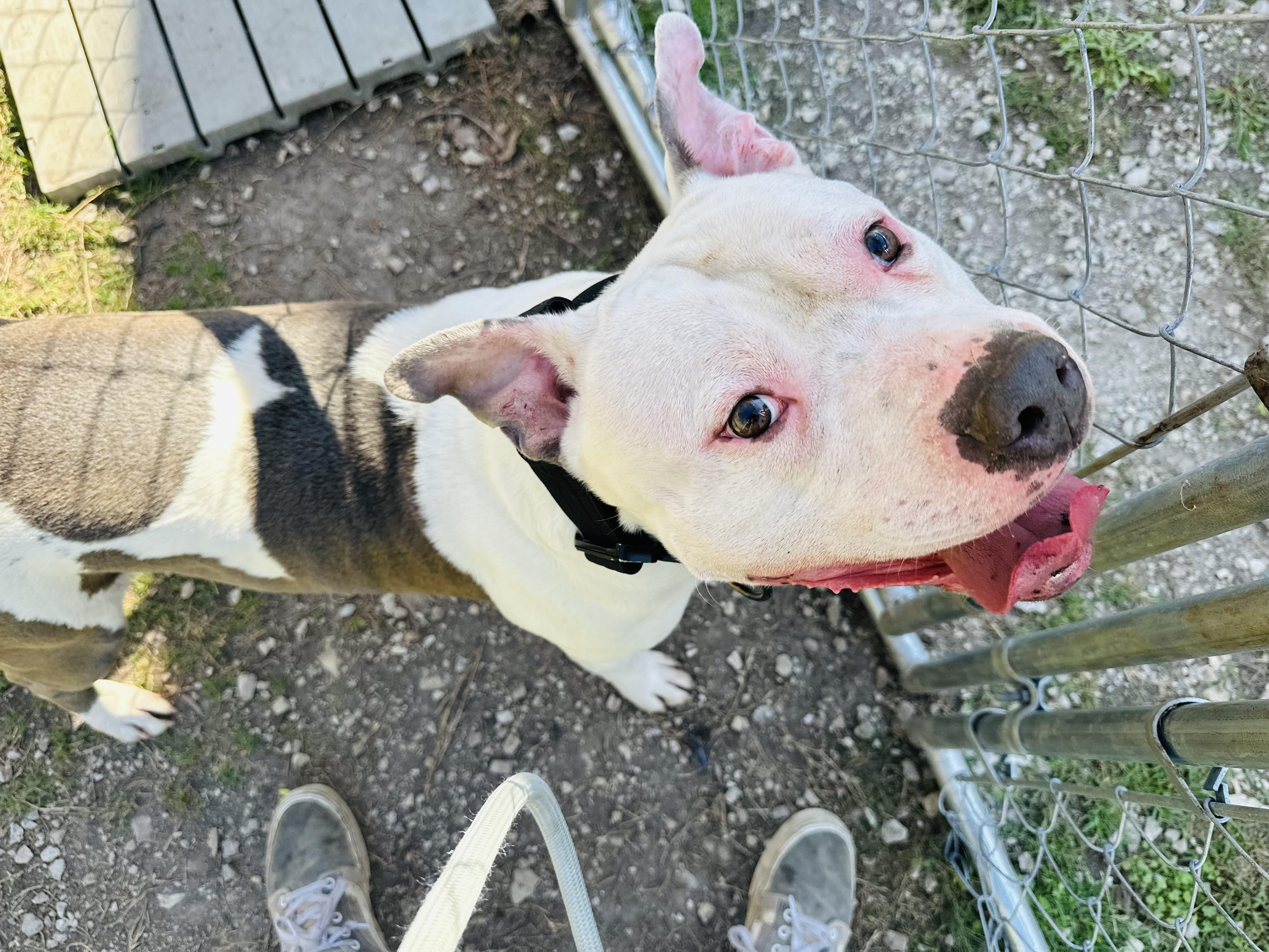 Darius *Urgent Placement Needed*