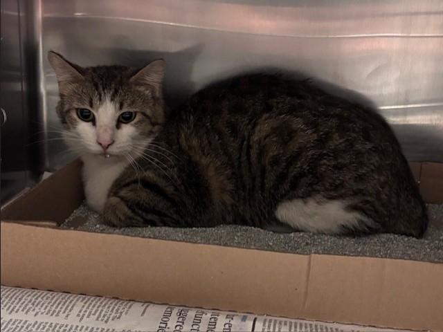 Enlarge PAT, a Adoptable Manx in Olathe, KS image 1/1