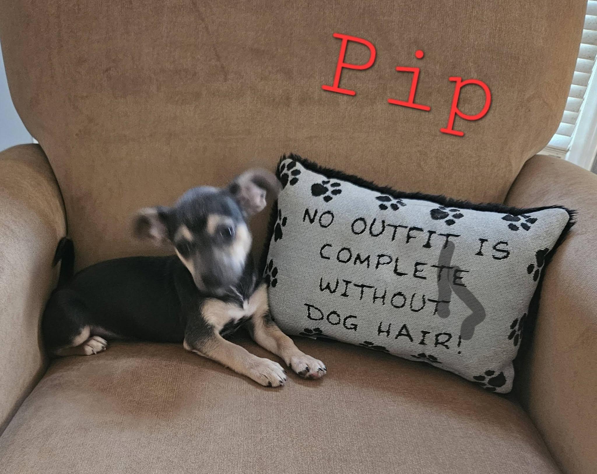 Pip, a ADOPTABLE mixed breed in Mount Pleasant, NC image 1/2