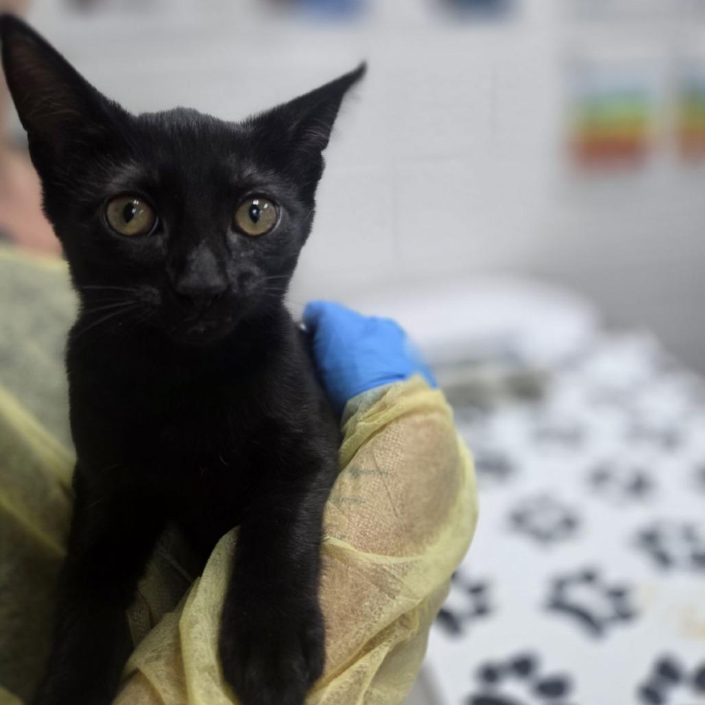 Heelys, Adoptable, Kitten Female Domestic Short Hair.