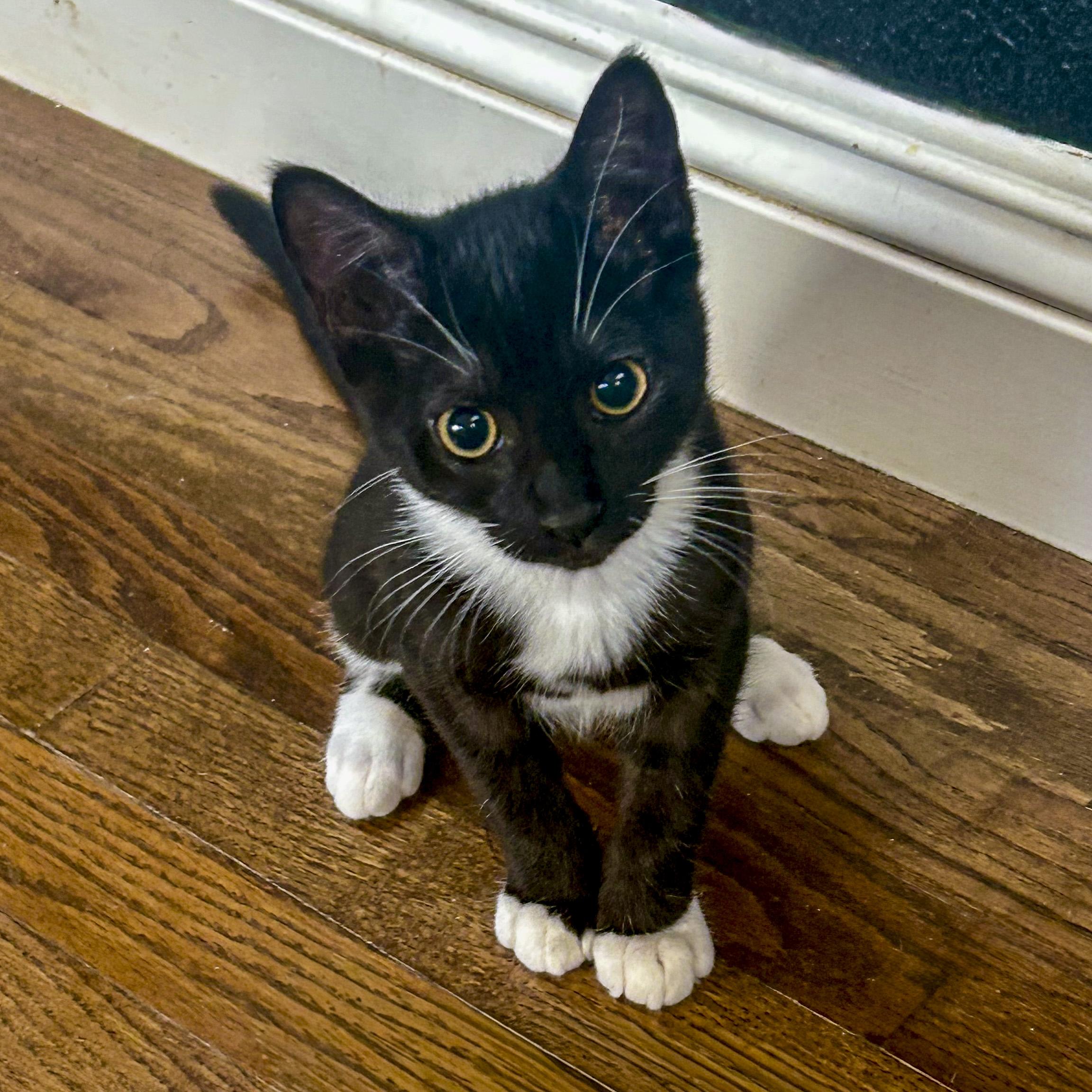 Socks