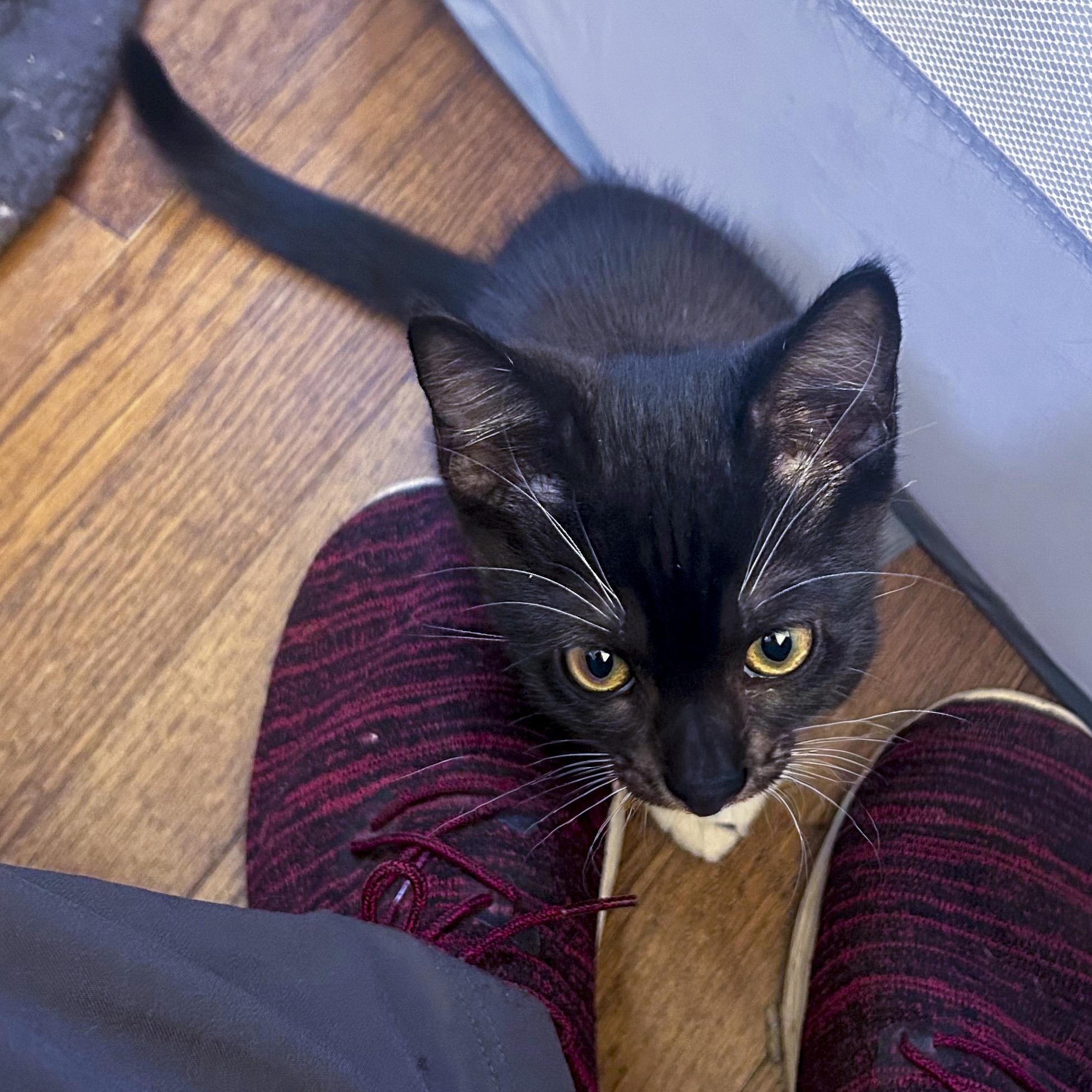 Socks thumbnail 4