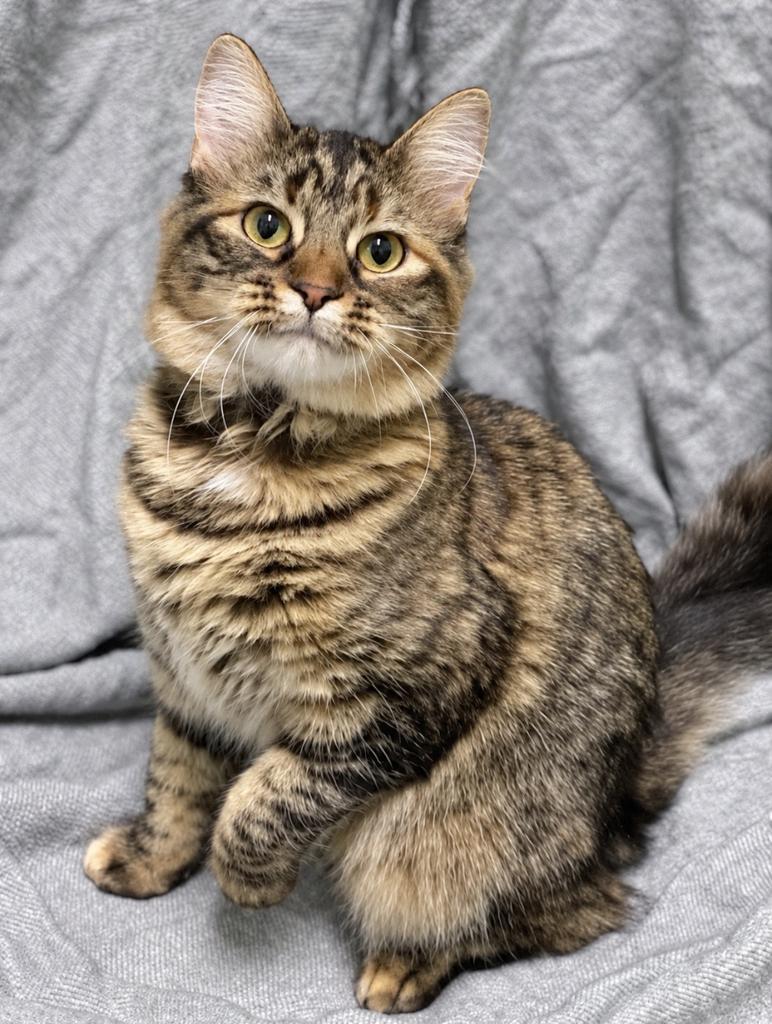 Metzi, Adoptable, Young Female Domestic Medium Hair.