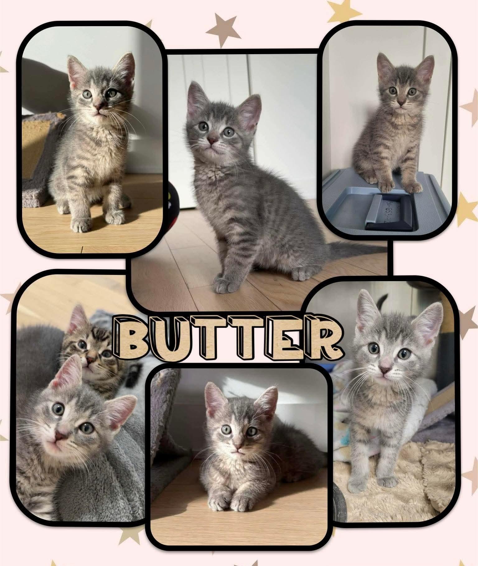 Butter, ADOPTABLE, Young Male Domestic Short Hair.