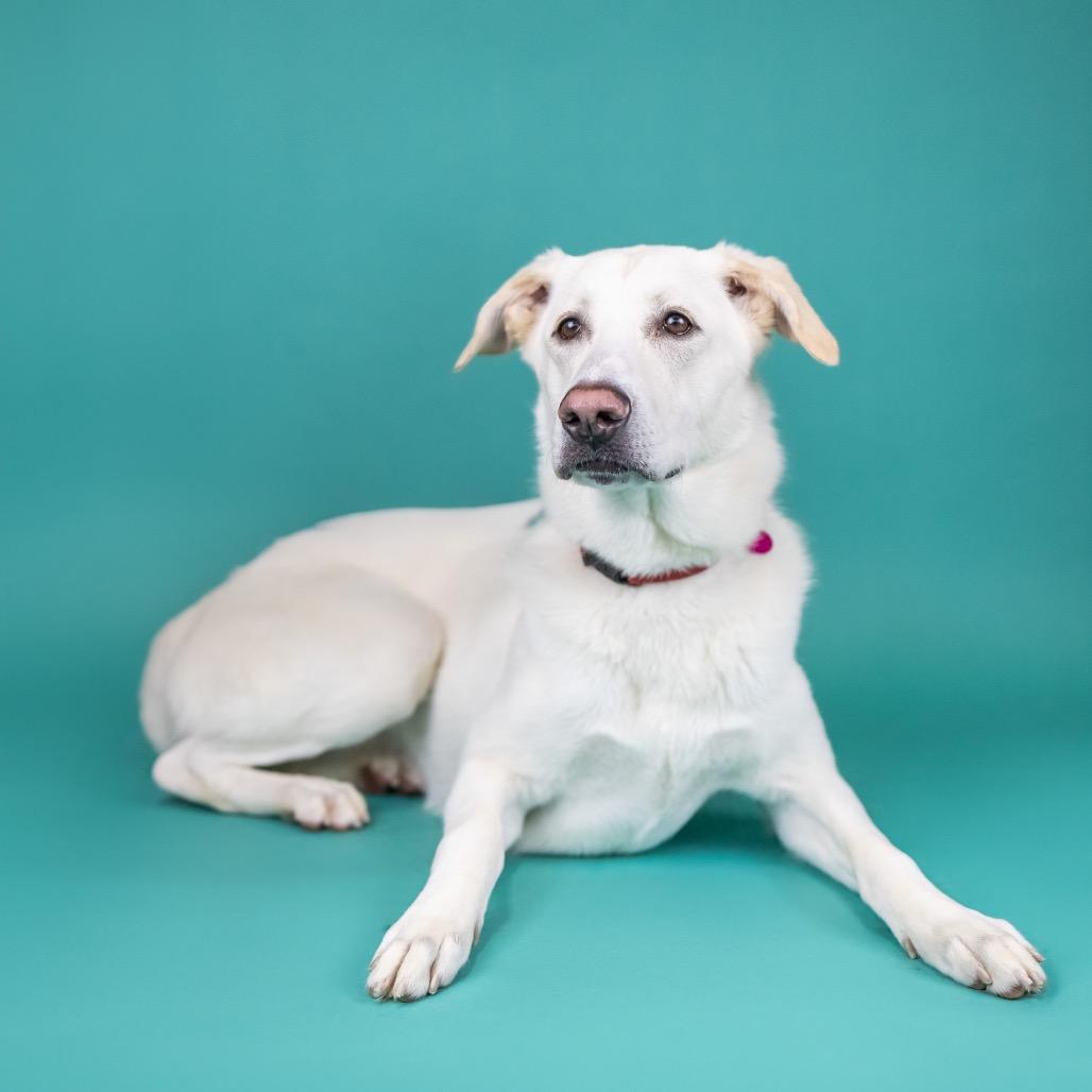 Bianca, Adoptable, Adult Female German Shepherd Dog & Neapolitan Mastiff.