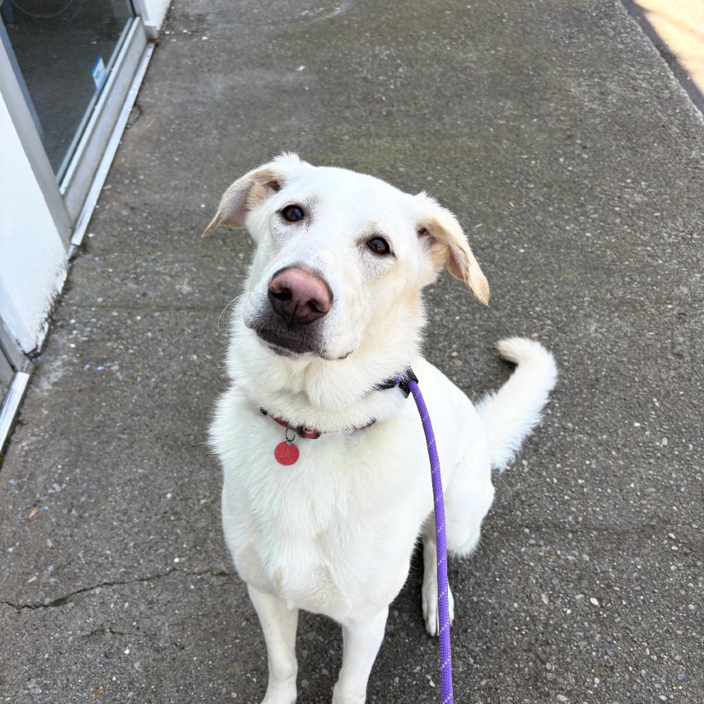 Enlarge Bianca, a Adoptable mixed breed in Portland, OR image 2/6