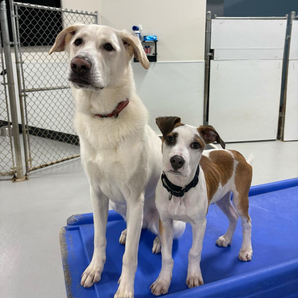 Enlarge Bianca, a Adoptable mixed breed in Portland, OR image 4/6