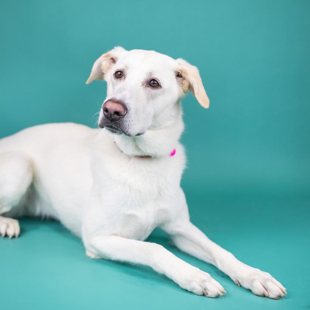 Enlarge Bianca, a Adoptable mixed breed in Portland, OR image 6/6