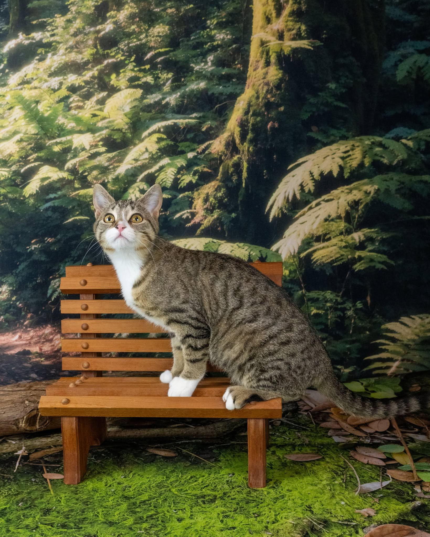 Enlarge Chunk, an adopted Domestic Short Hair in Lapeer, MI image 4/4