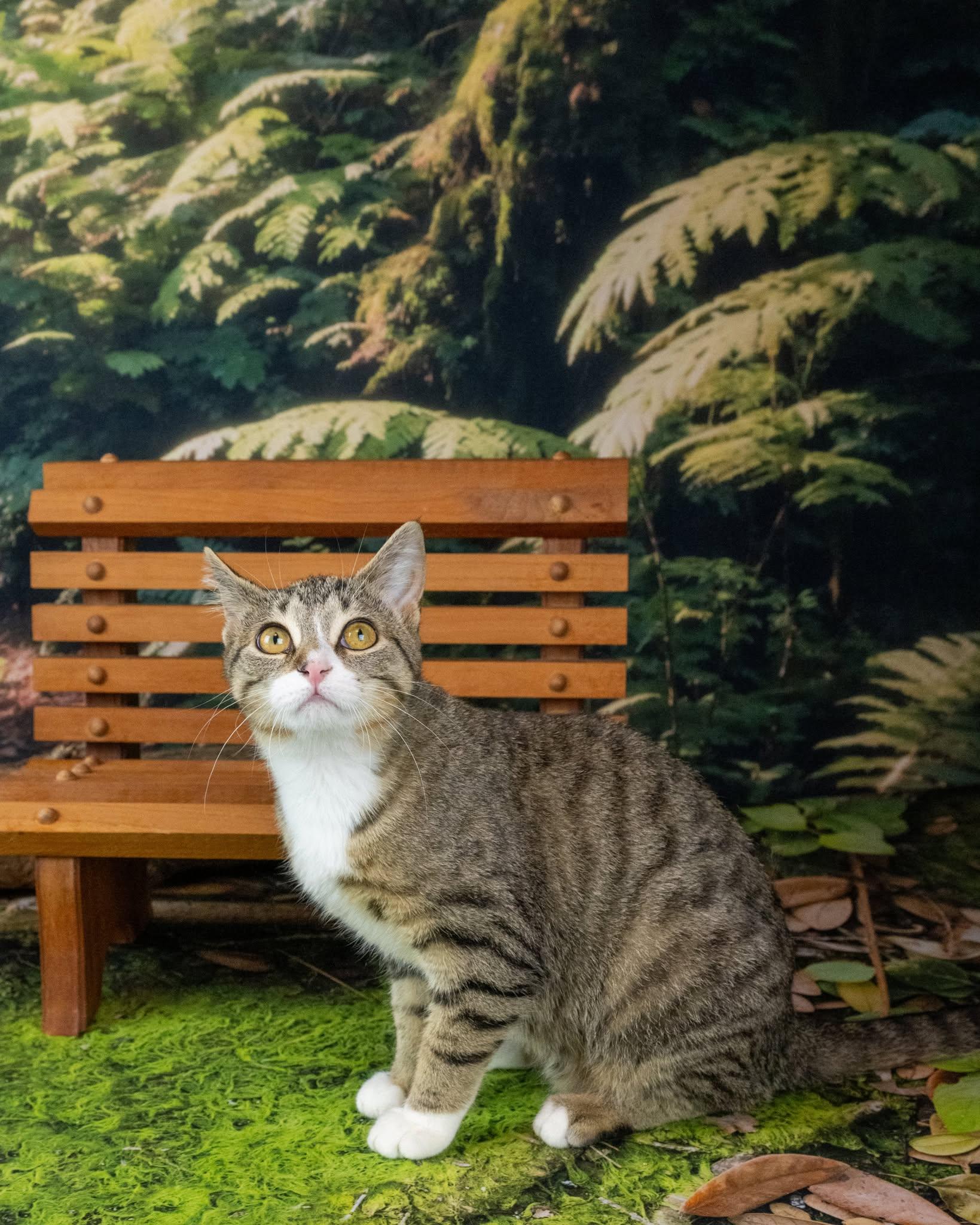 Enlarge Chunk, an adopted Domestic Short Hair in Lapeer, MI image 2/4