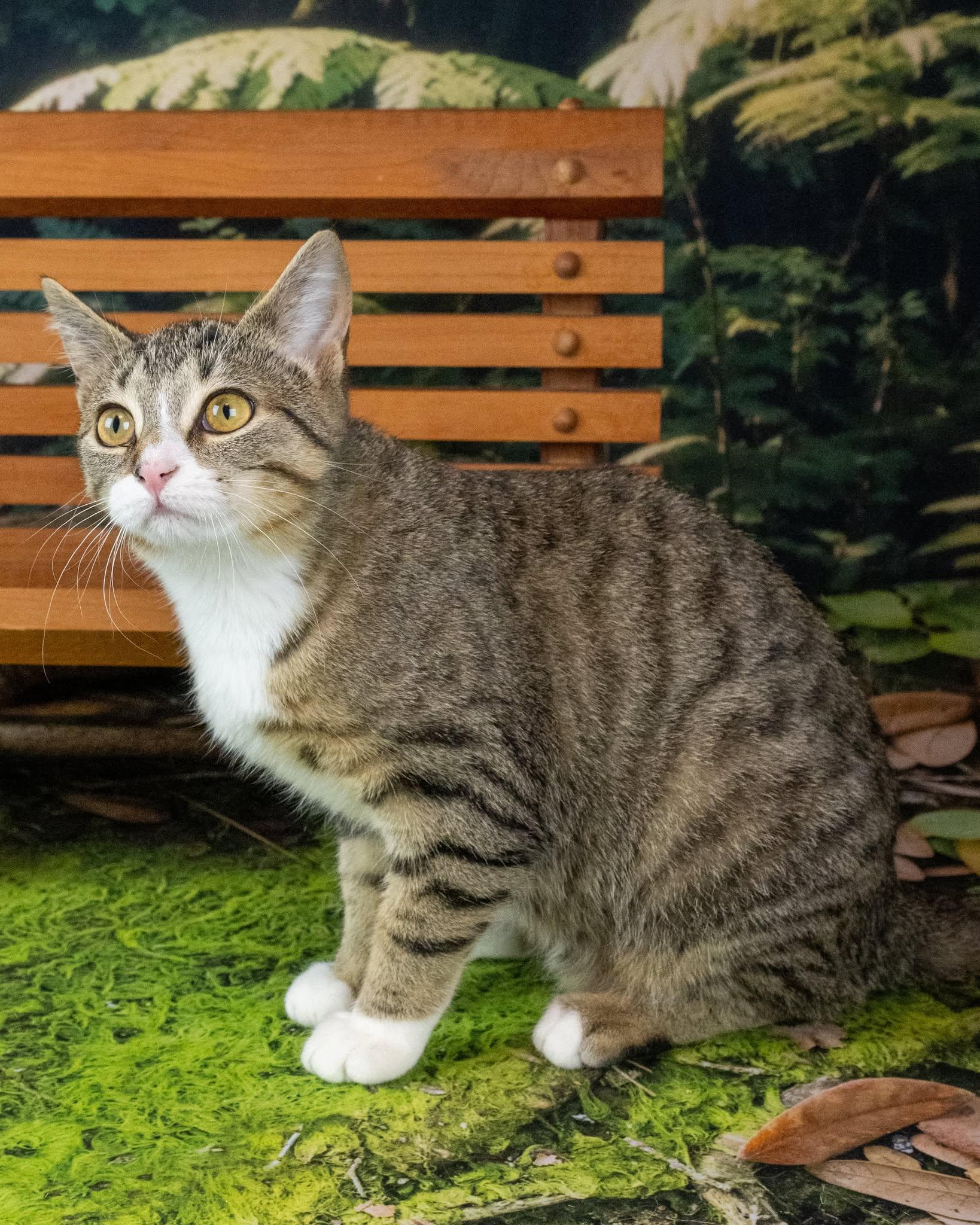 Enlarge Chunk, an adopted Domestic Short Hair in Lapeer, MI image 1/4