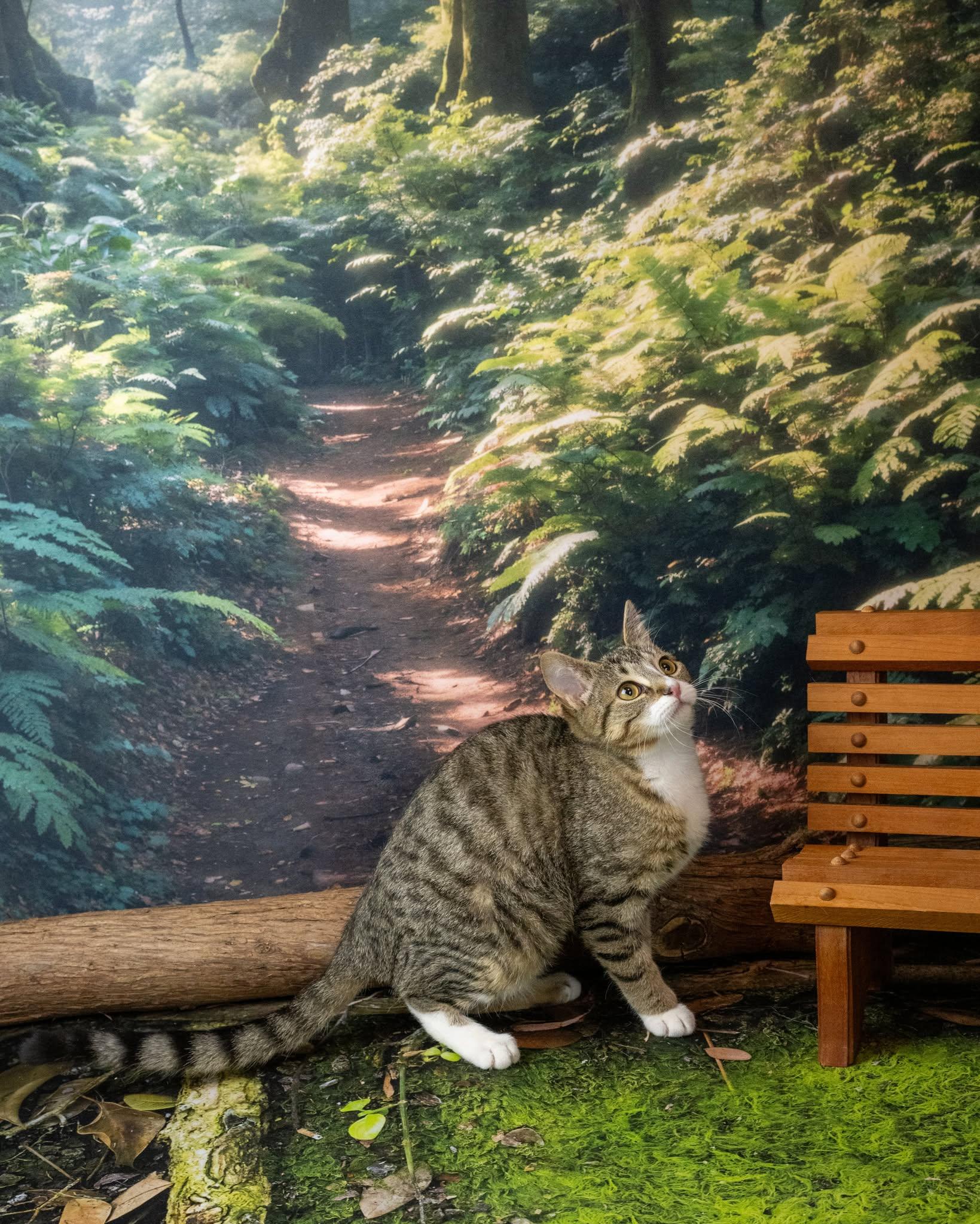 Enlarge Chunk, an adopted Domestic Short Hair in Lapeer, MI image 3/4