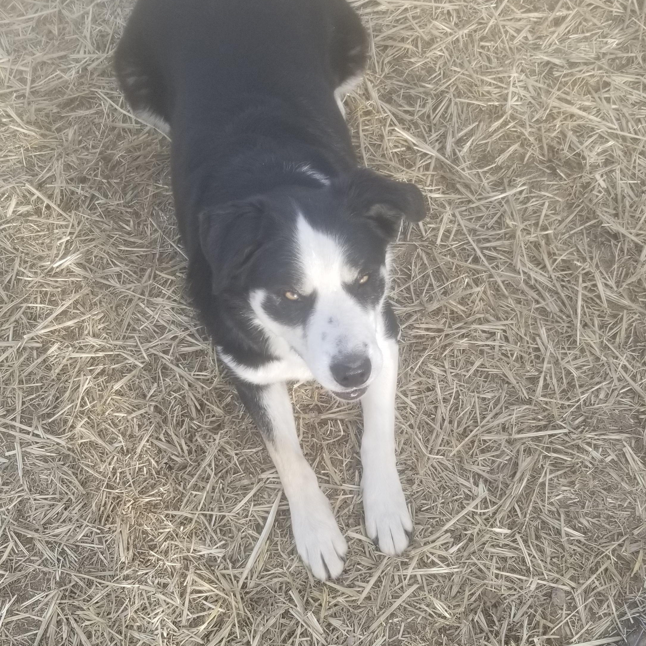 Snuggles, adoptable, Adult Female Border Collie.