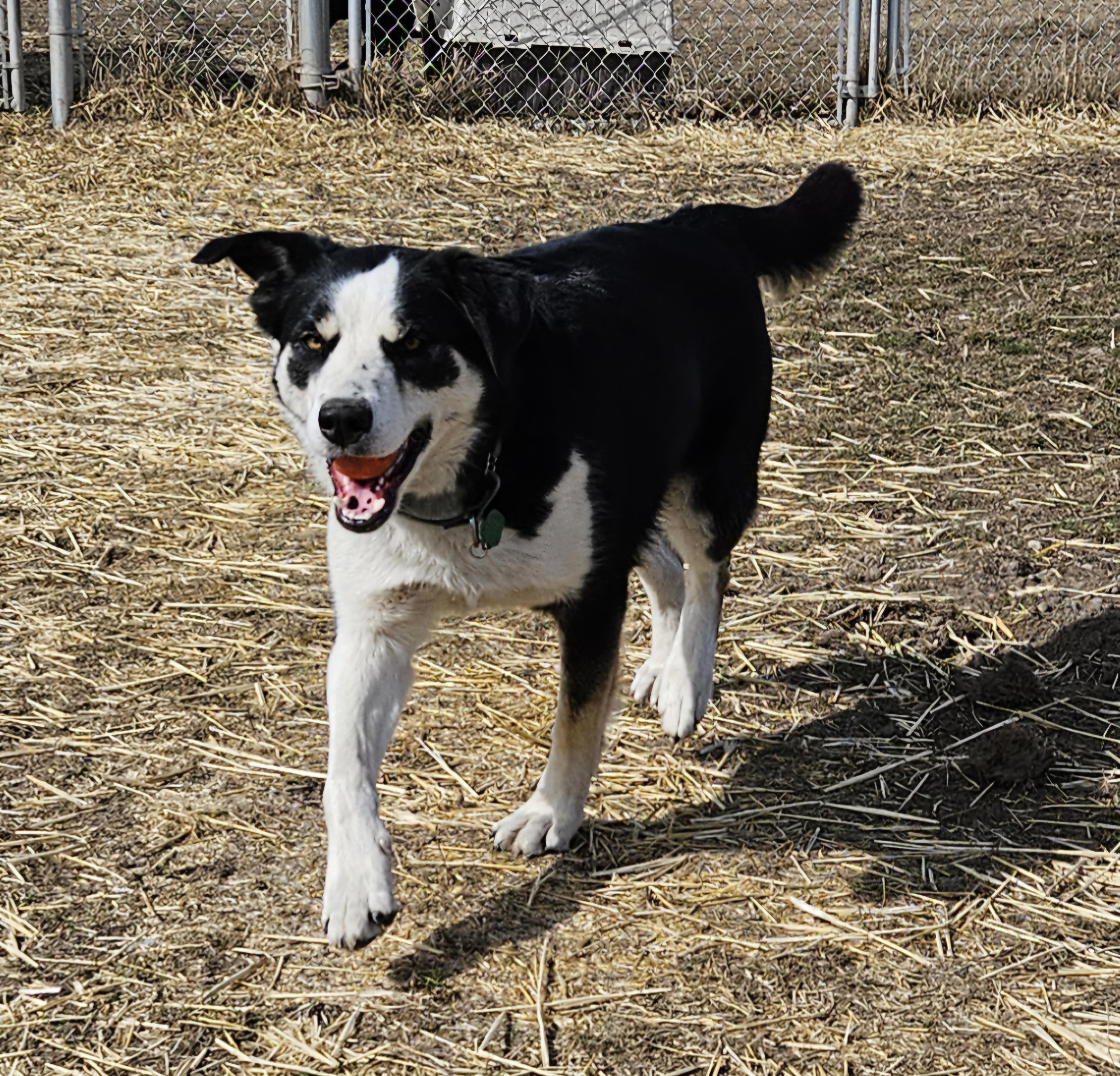 Enlarge Snuggles, an adoptable mixed breed in Baker City, OR image 2/3