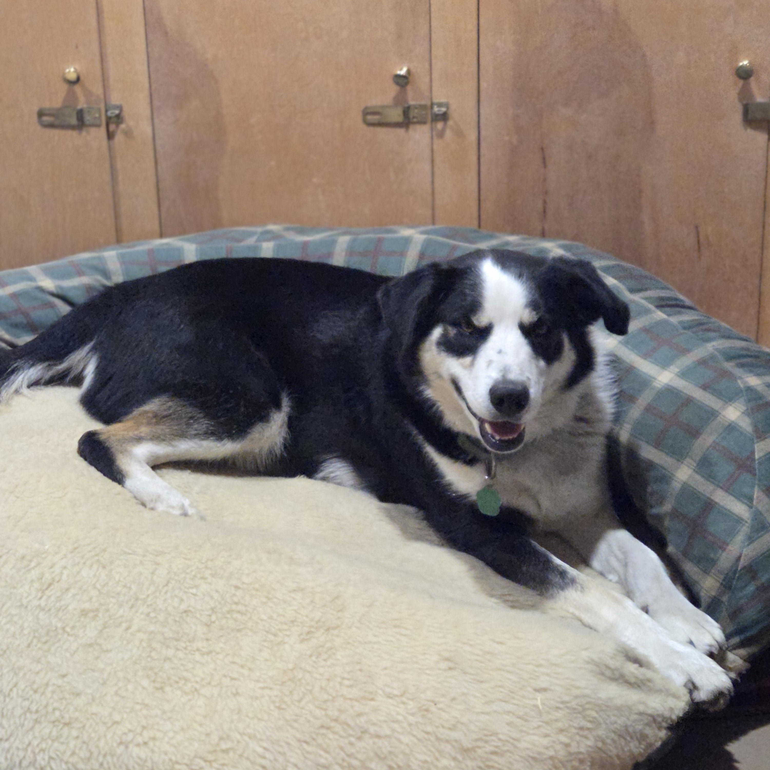 Enlarge Snuggles, an adoptable mixed breed in Baker City, OR image 3/3