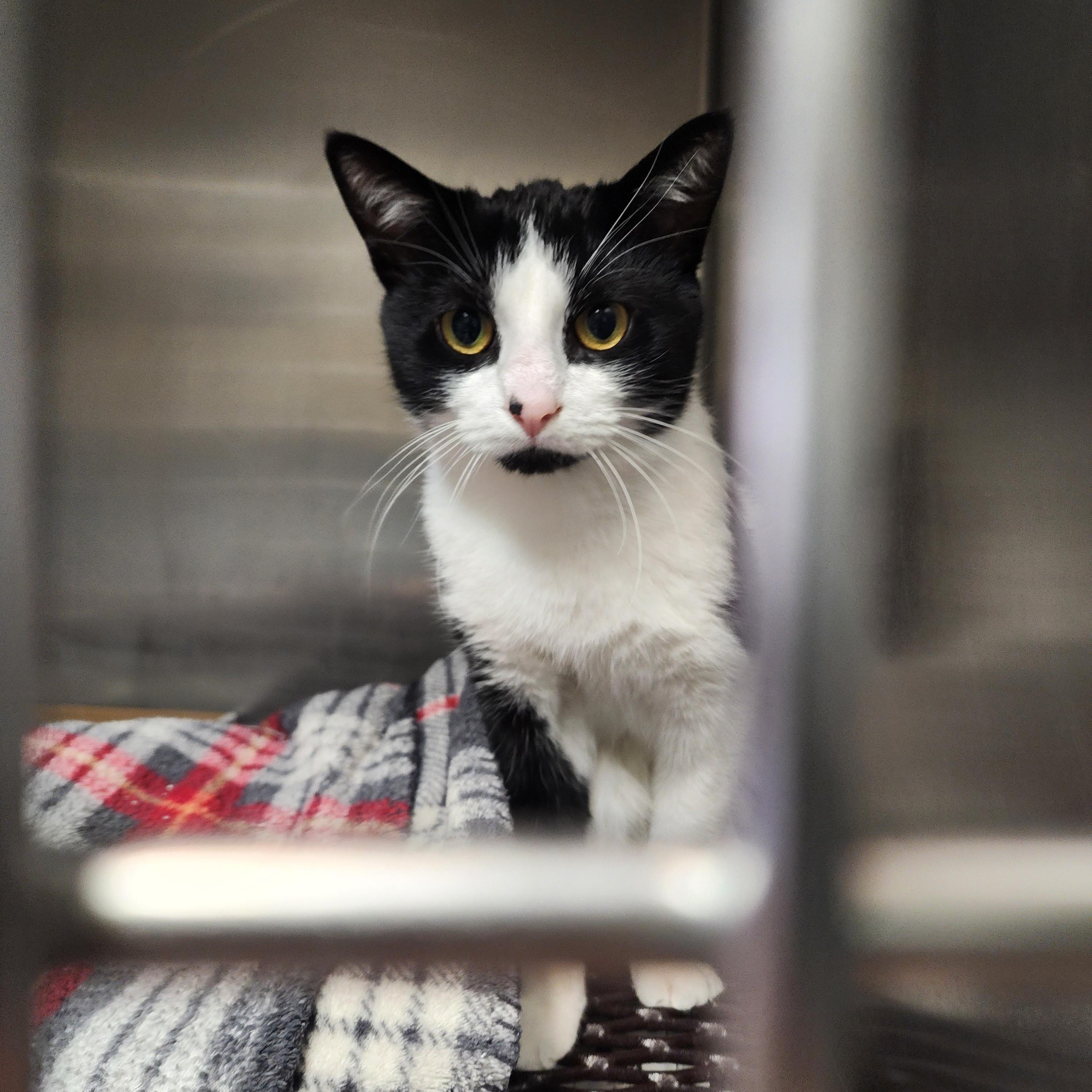 Enlarge Tatum, a Adoptable Domestic Short Hair in Marinette, WI image 1/3