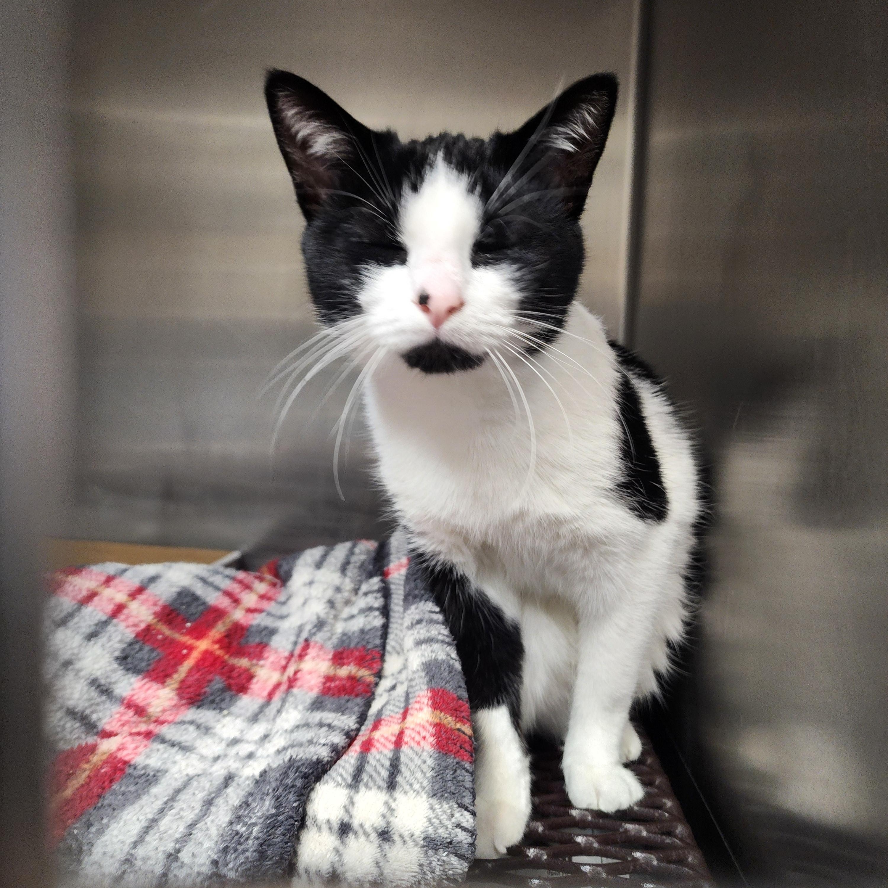 Enlarge Tatum, a Adoptable Domestic Short Hair in Marinette, WI image 2/3