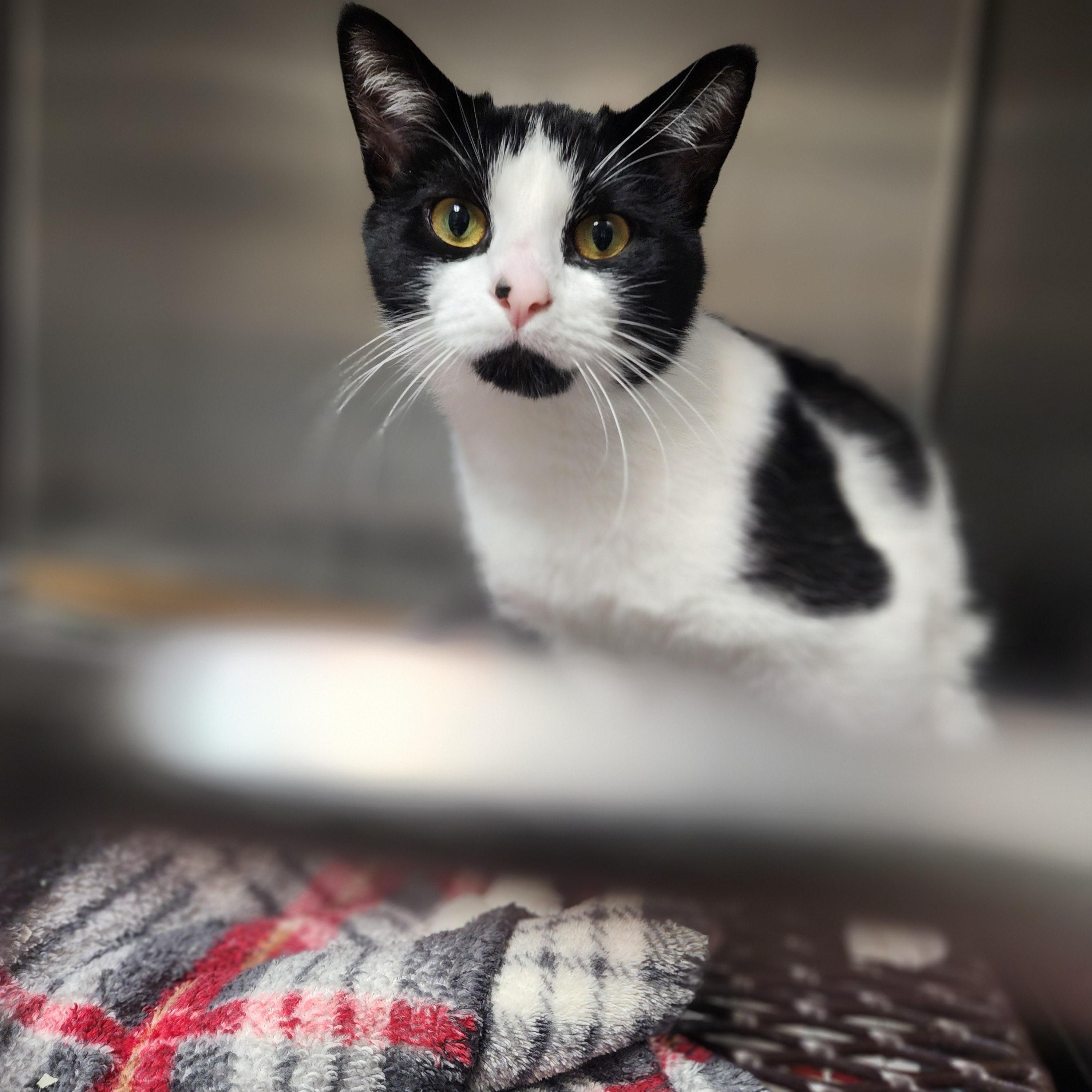 Enlarge Tatum, a Adoptable Domestic Short Hair in Marinette, WI image 3/3