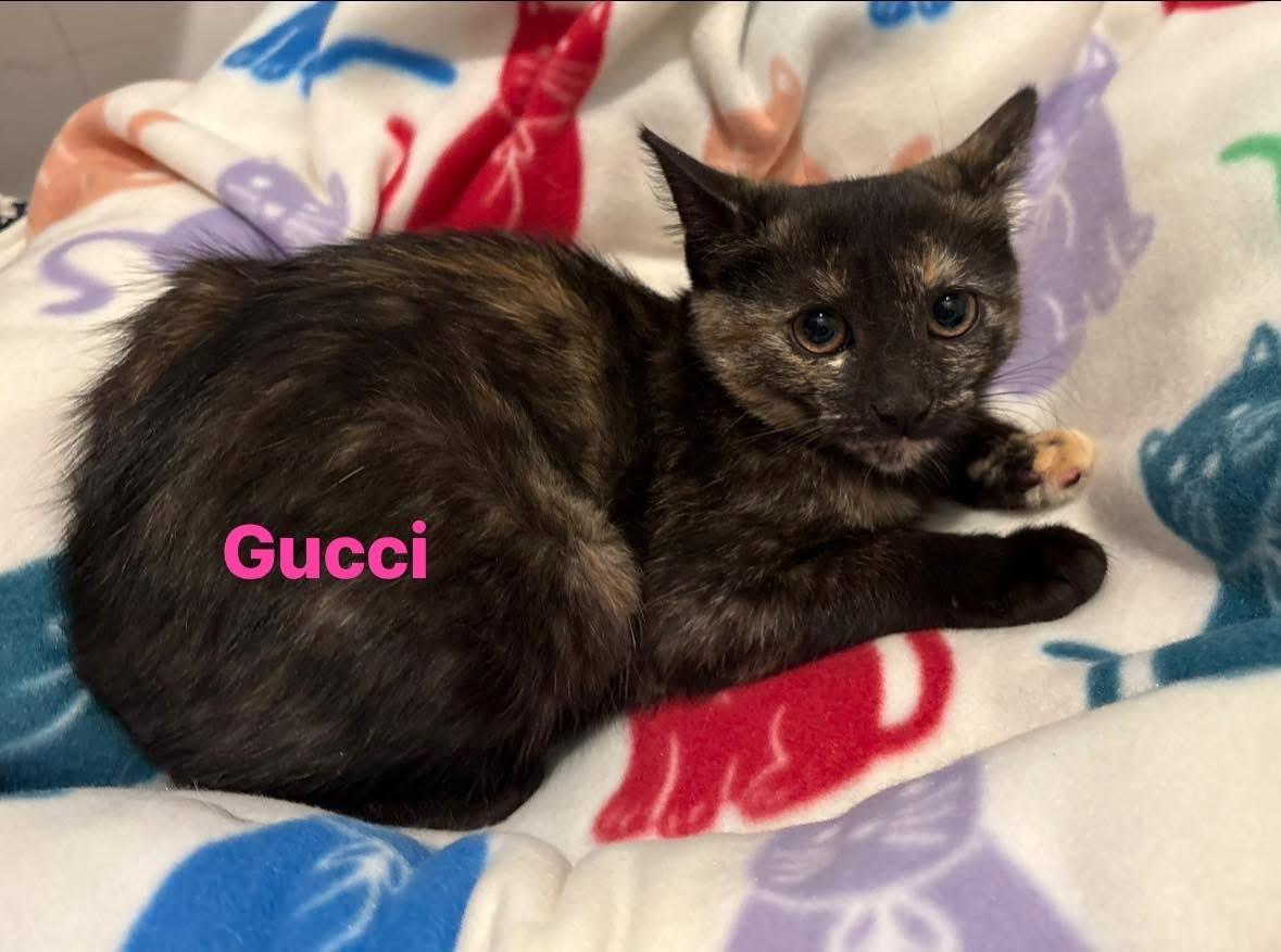 Enlarge Gucci , an adopted Tortoiseshell in Seaford, NY image 3/5