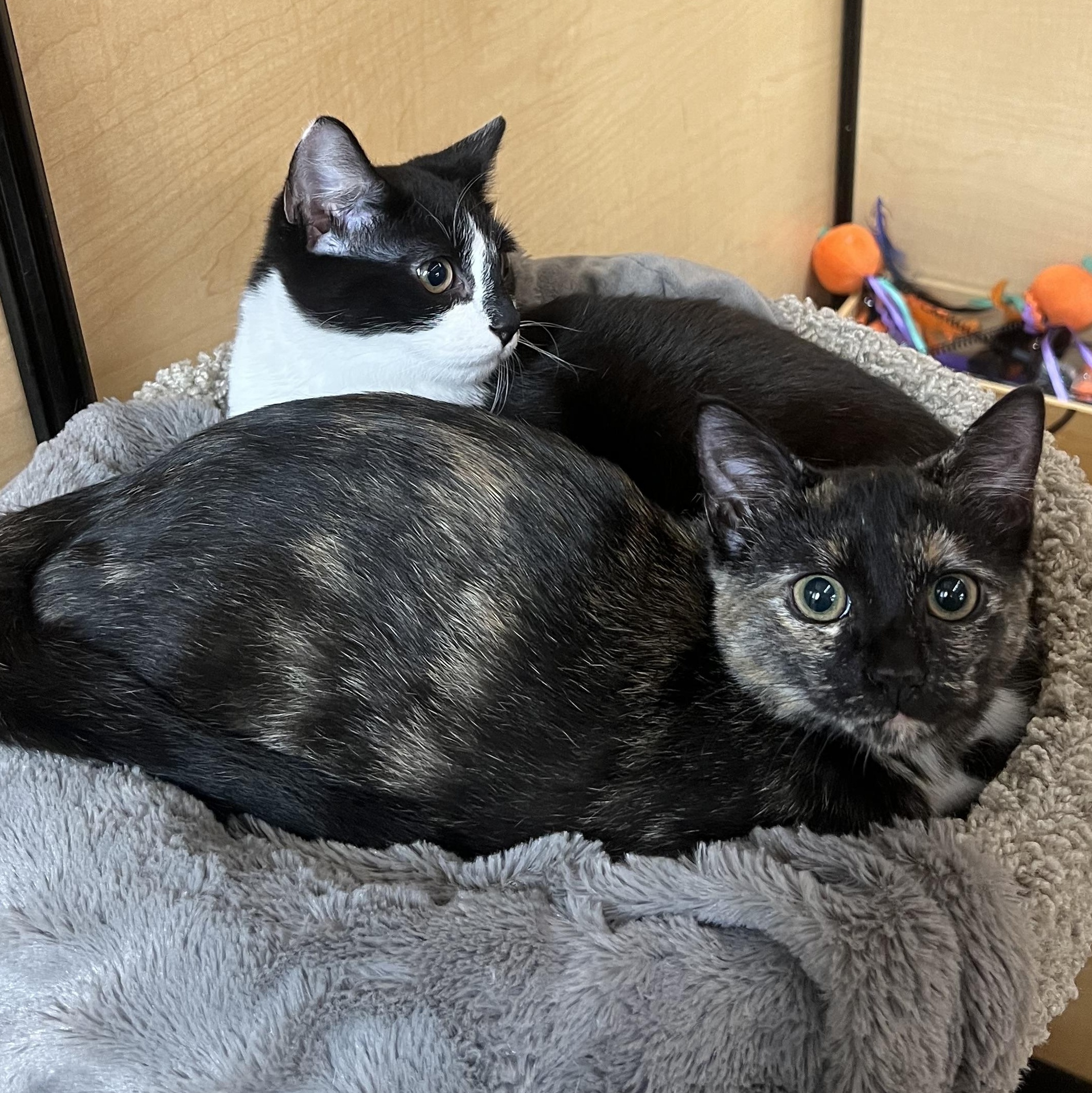 Enlarge Gucci , an adopted Tortoiseshell in Seaford, NY image 4/5