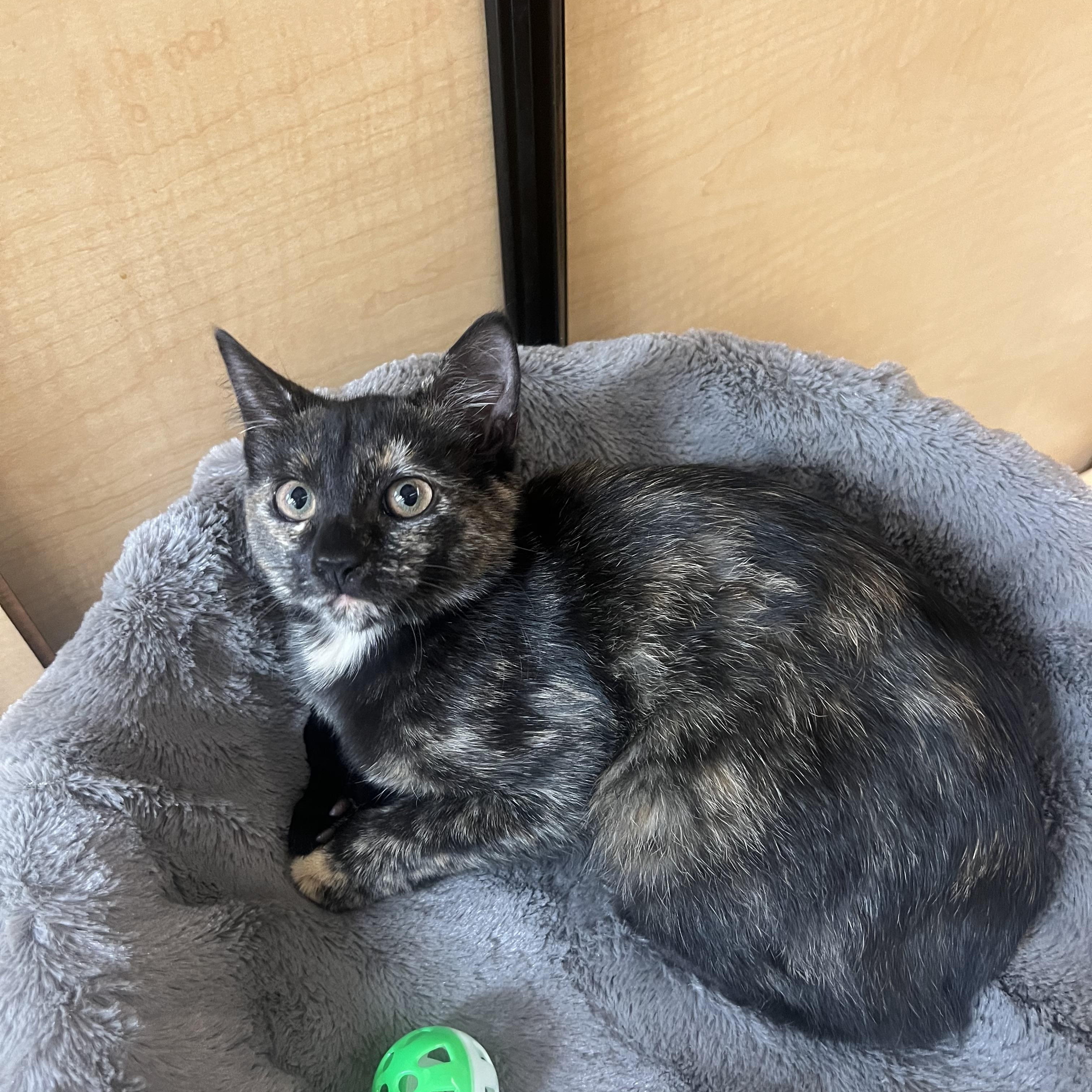 Enlarge Gucci , an adopted Tortoiseshell in Seaford, NY image 1/5