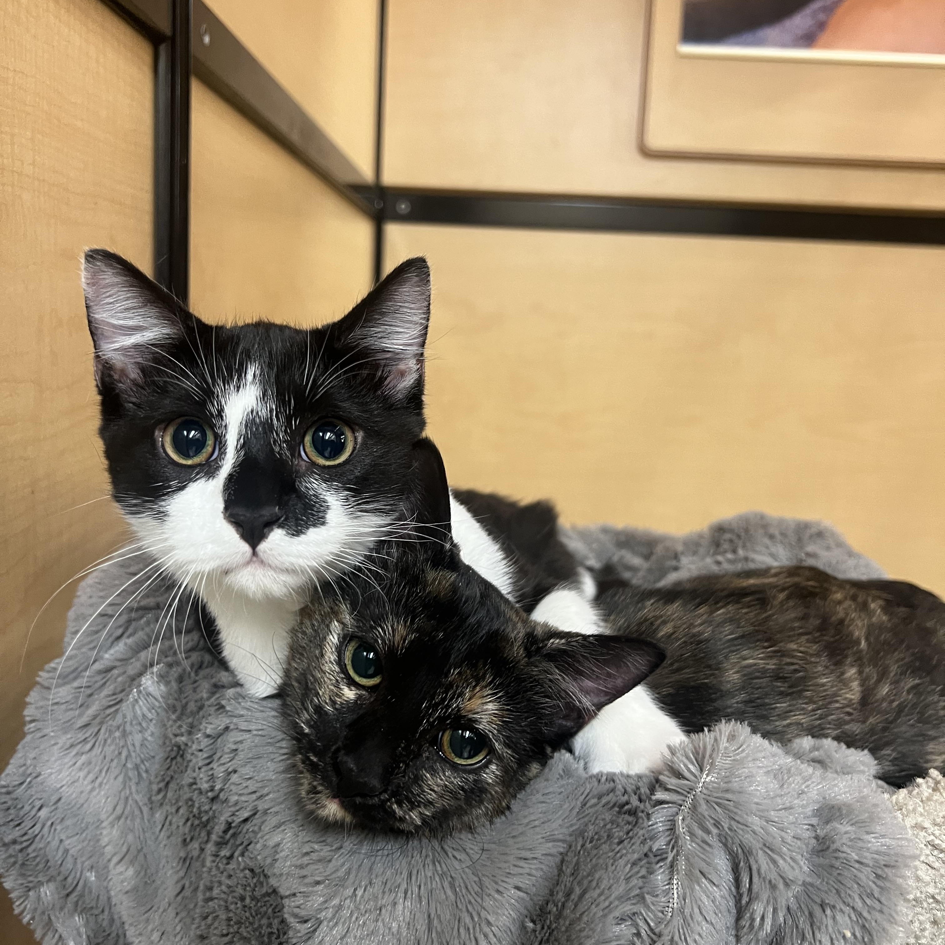 Enlarge Gucci , an adopted Tortoiseshell in Seaford, NY image 2/5