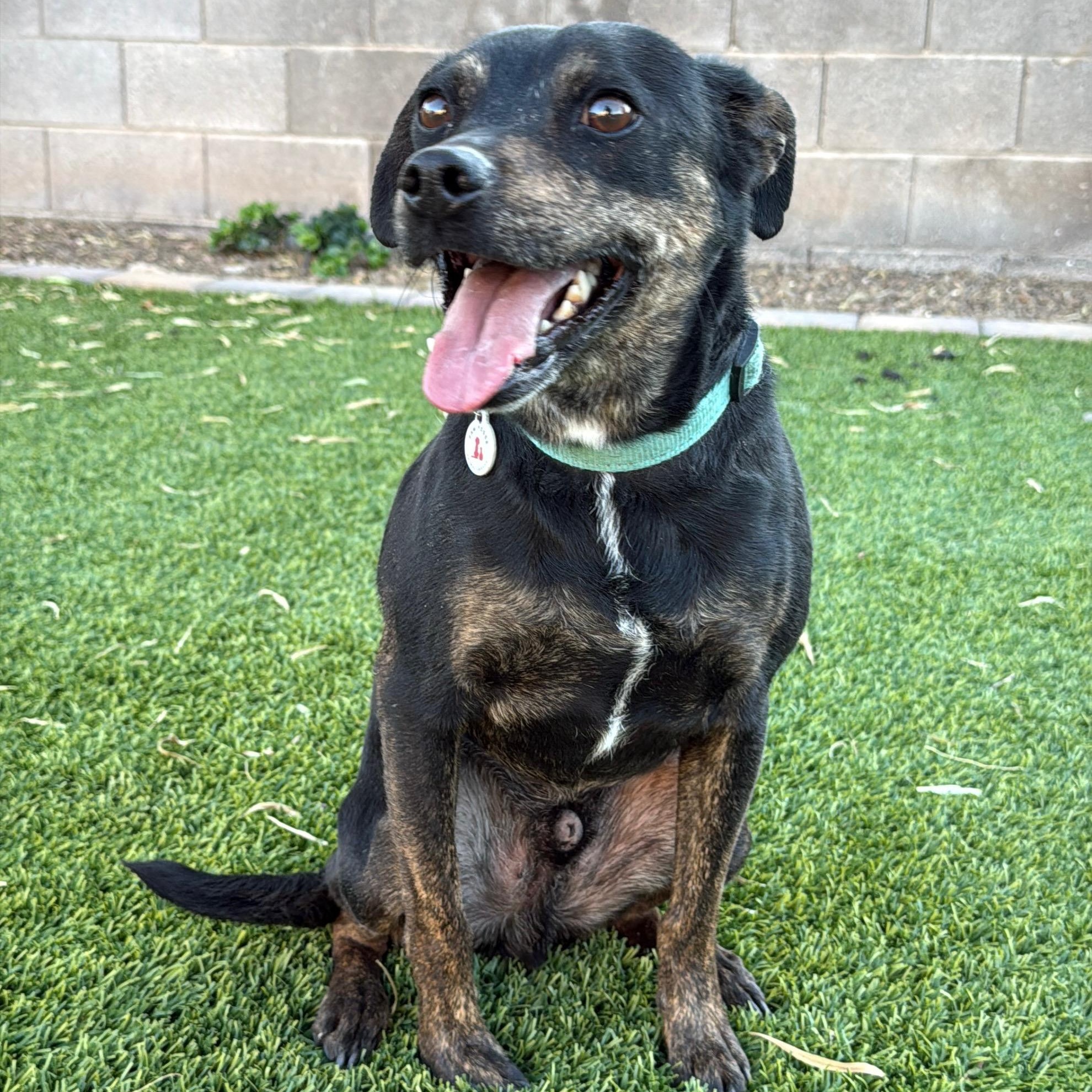 Enlarge Rupert, a Adoptable mixed breed in Phoenix, AZ image 4/5