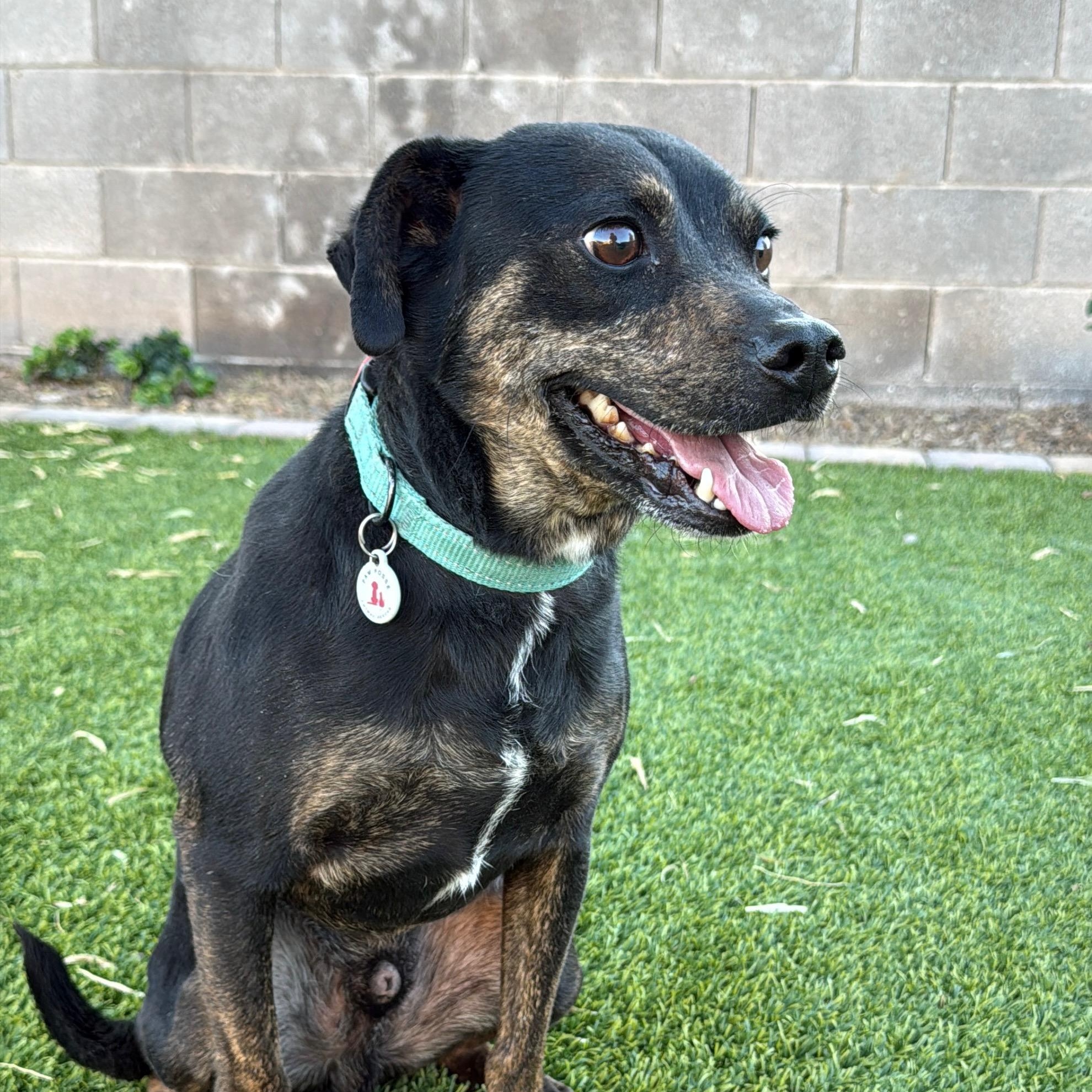 Enlarge Rupert, a Adoptable mixed breed in Phoenix, AZ image 5/5